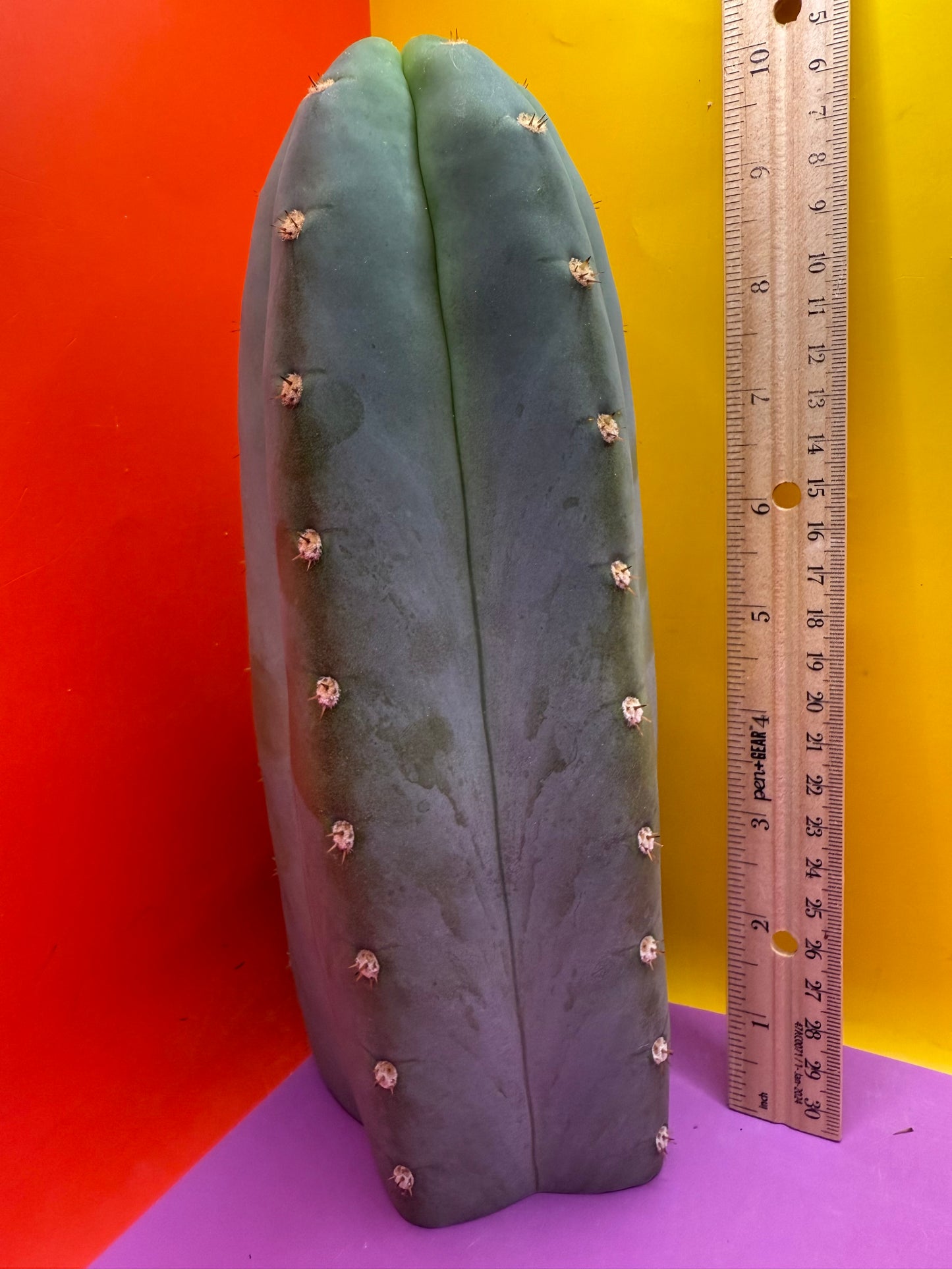 BLUE JUULES GIANT !