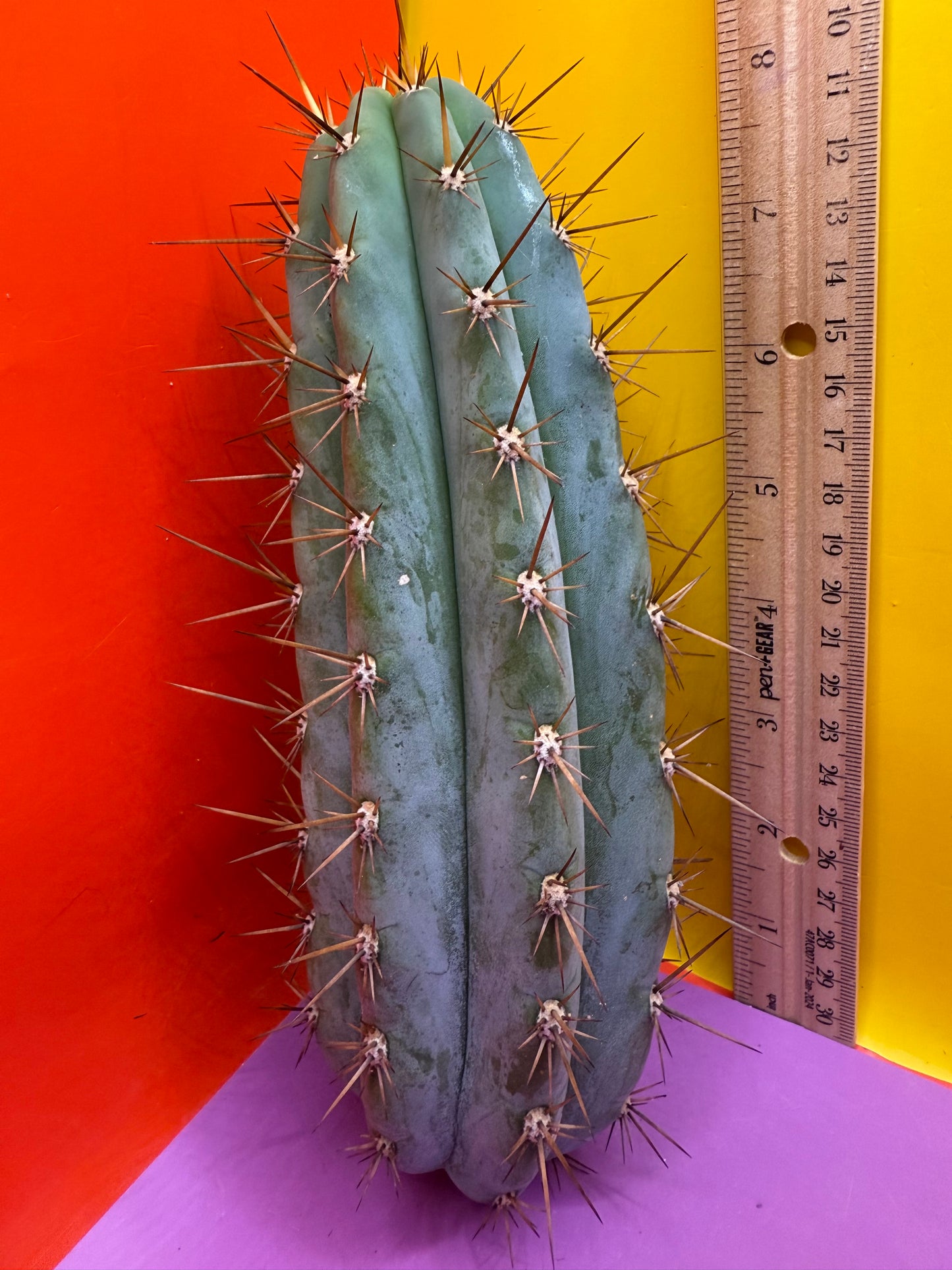 Trichocereus Matucana !