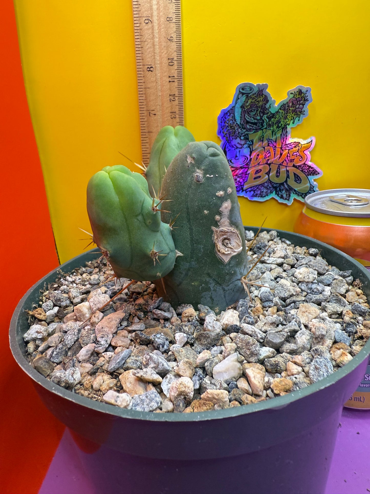 Tbm cactus for sale !