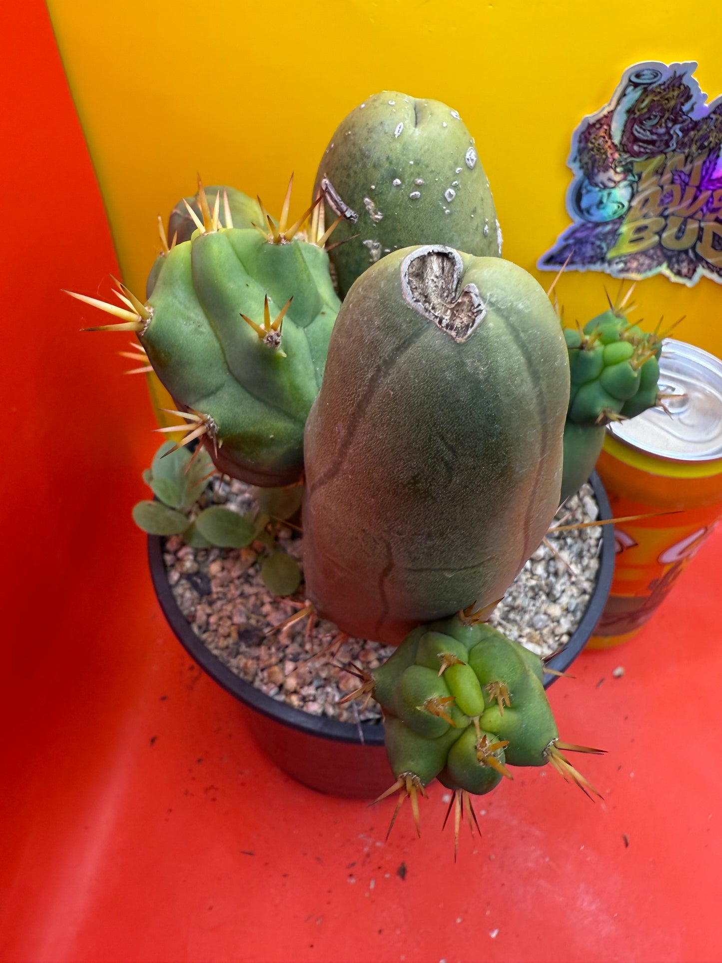 Exact cactus !