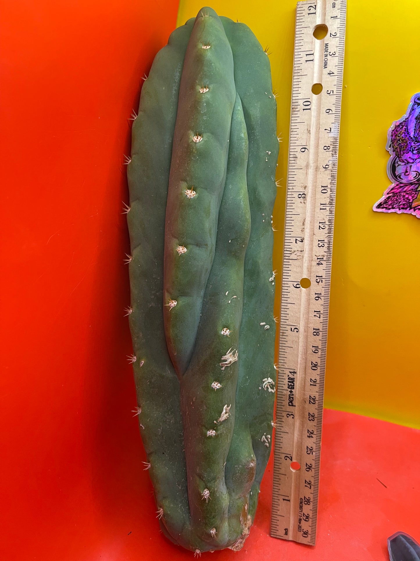 San Pedro Cactus Trichocereus