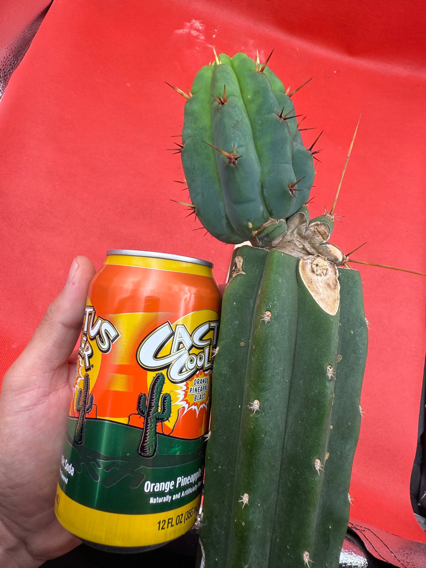 GRAFTED PALA