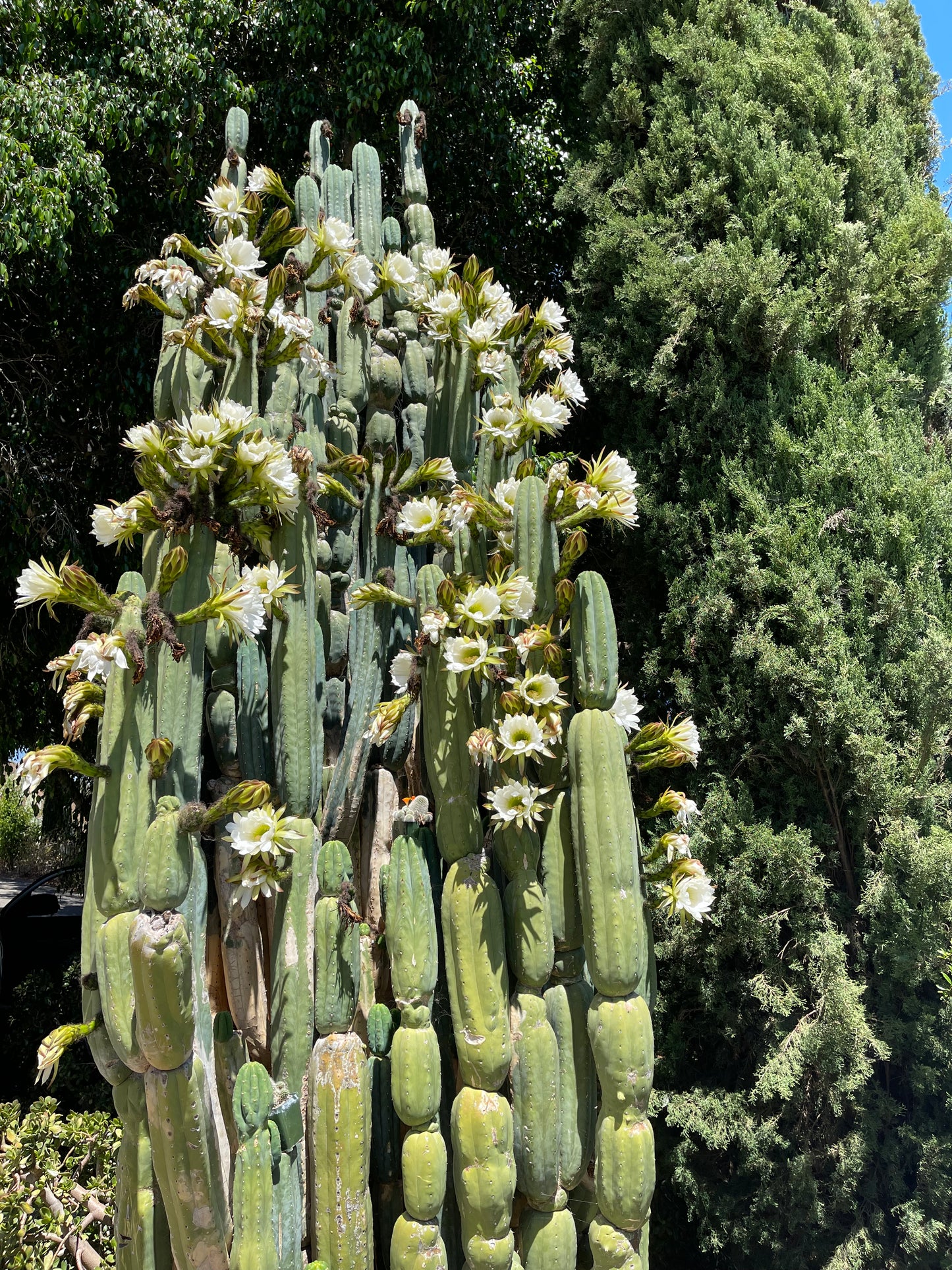100 San Pedro Cactus - “Cahuilla” seeds!!