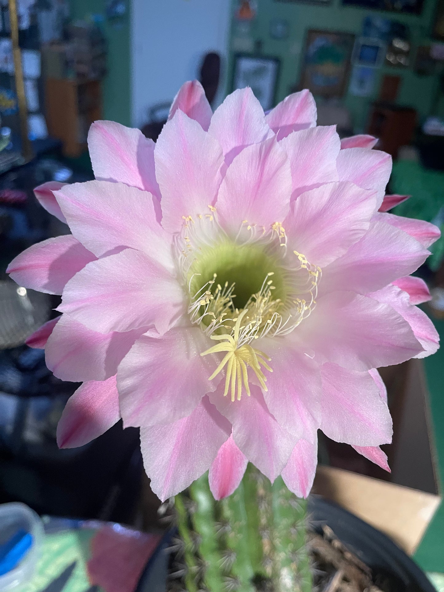 Trichocereus seeds !!!