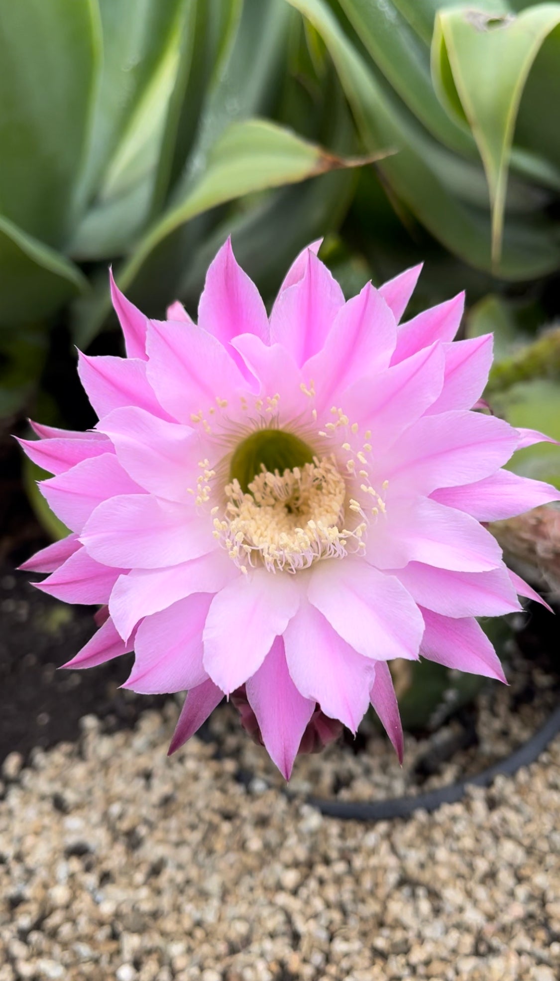 Flowering echinopsis cactus !