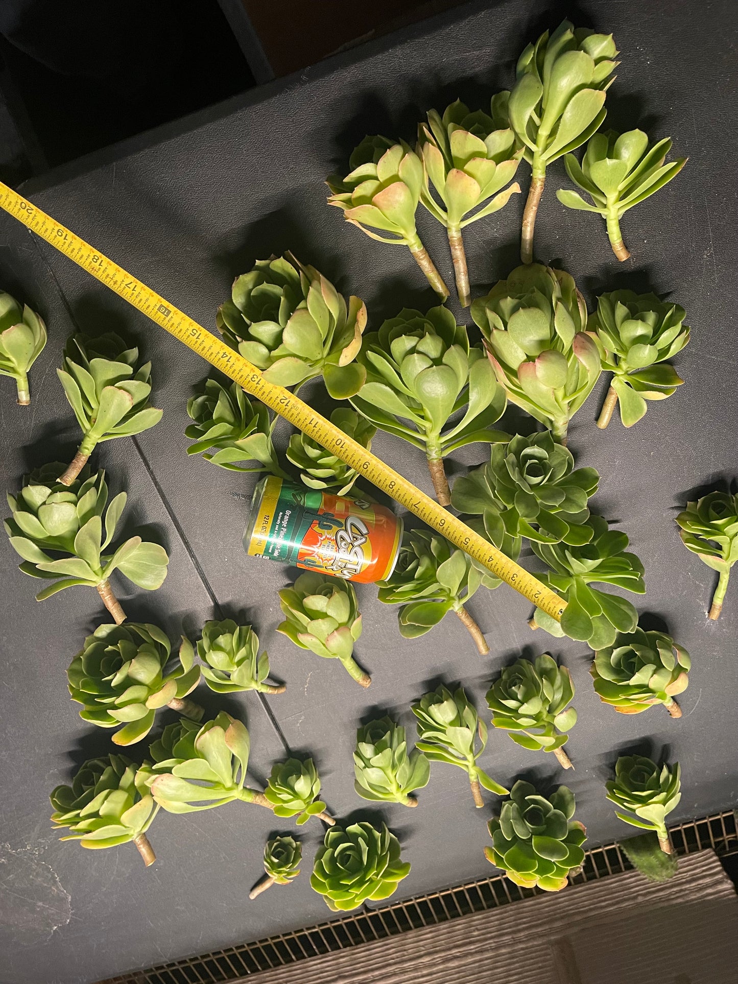 Aeonium - 30 cuttings