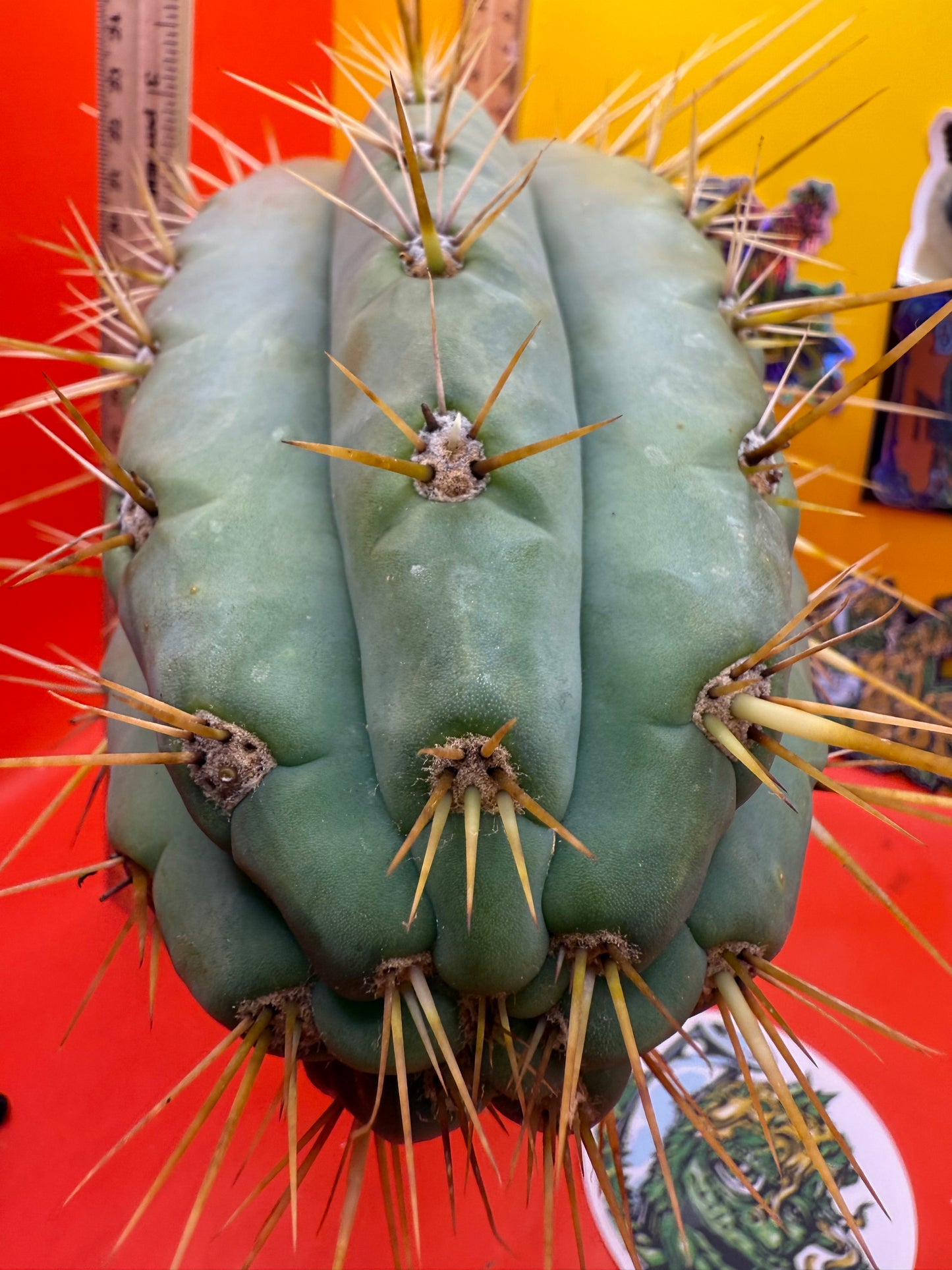 TRICHOCEREUS MACROGONUS !