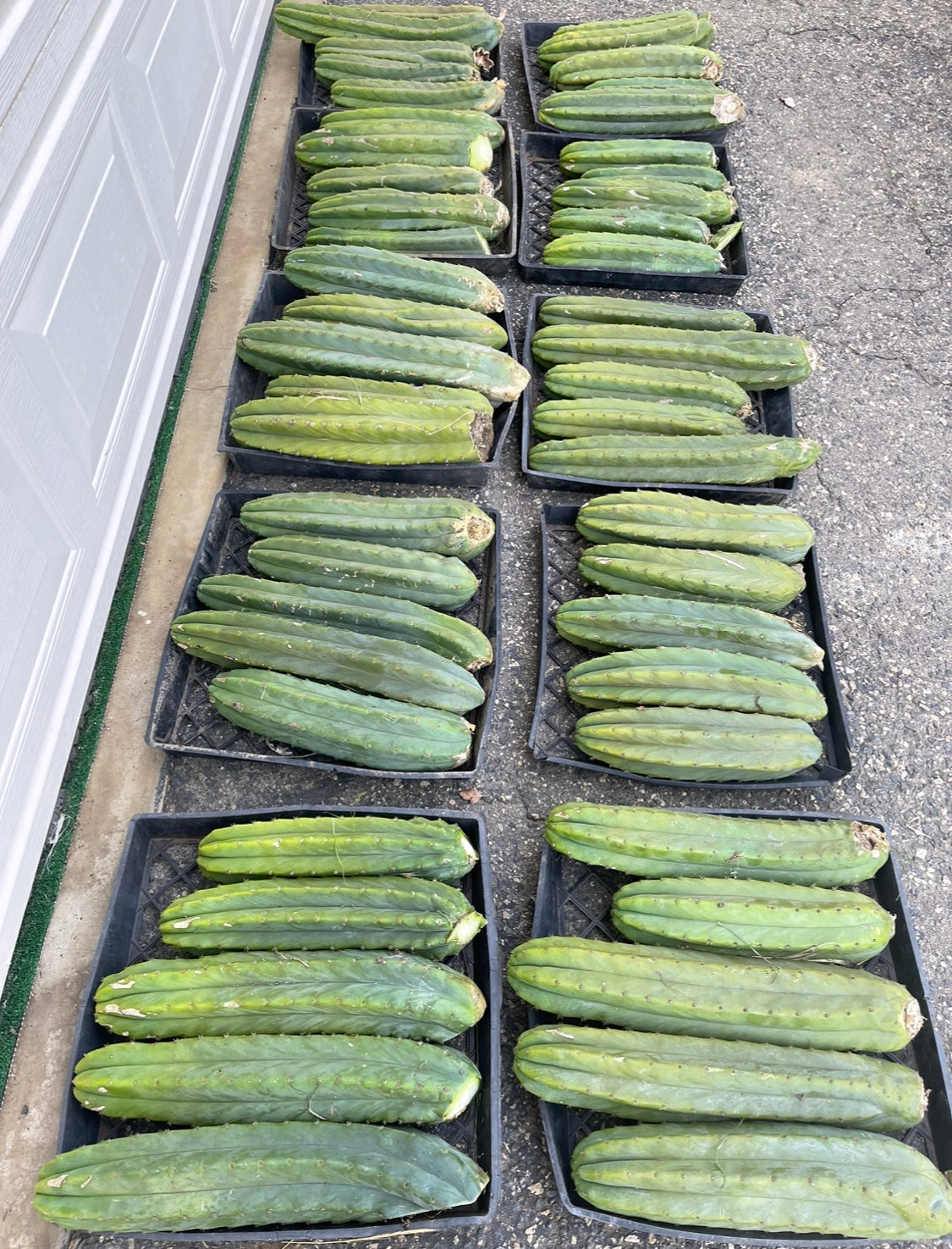 San Pedro cactus 12”-16” long !fresh cut on Saturday !