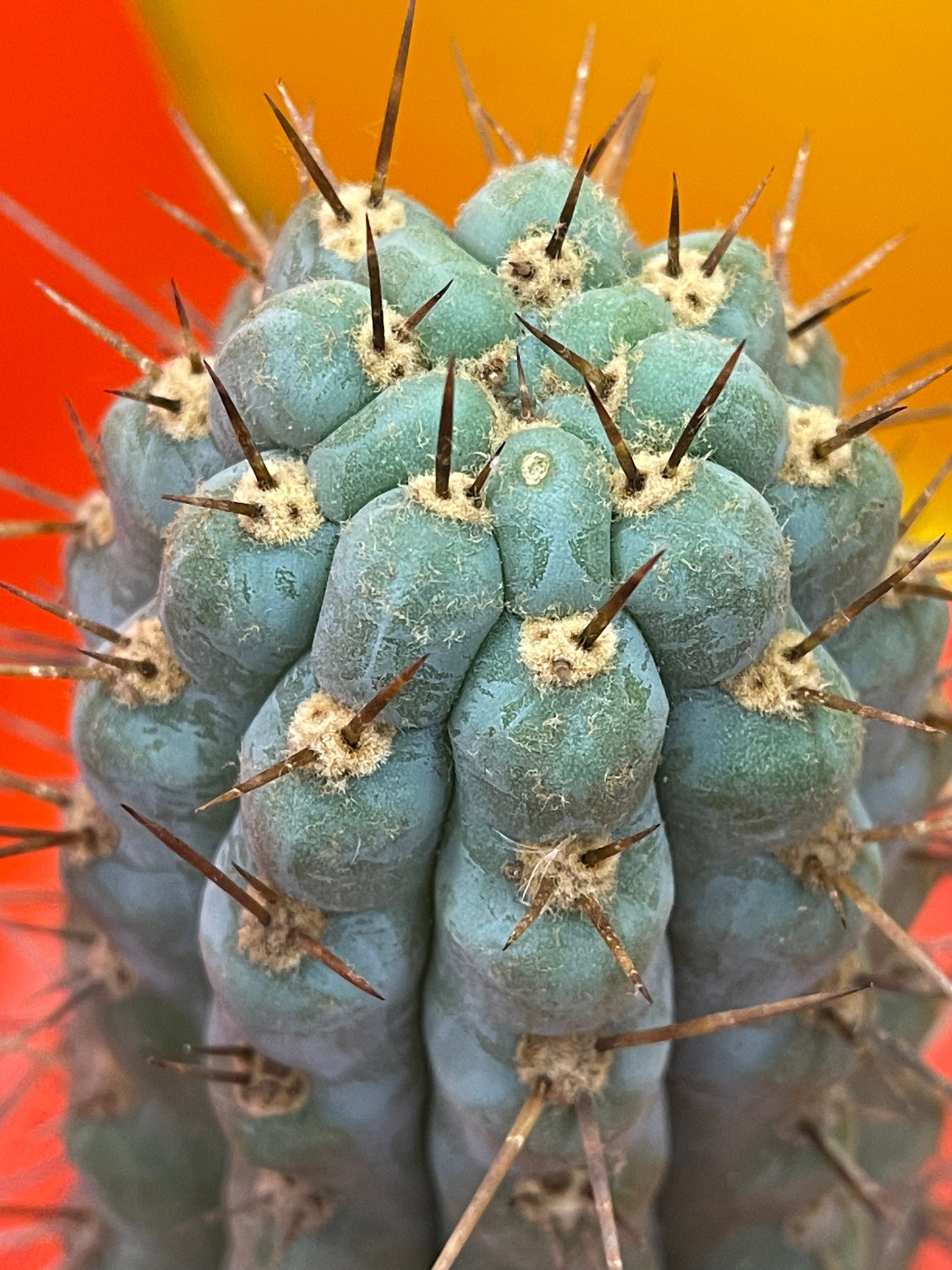 Serra Blue trichocereus cactus cutting (San Pedro )
