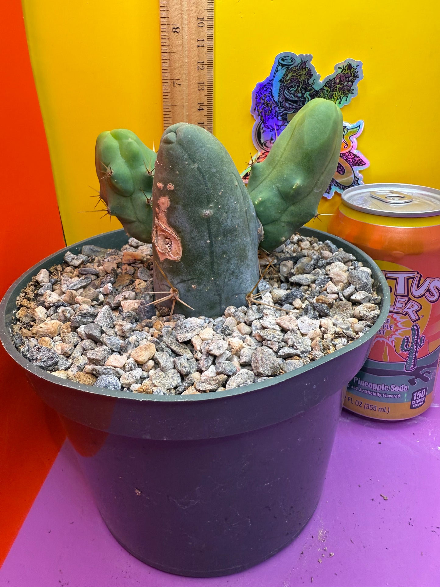 Tbm cactus for sale !
