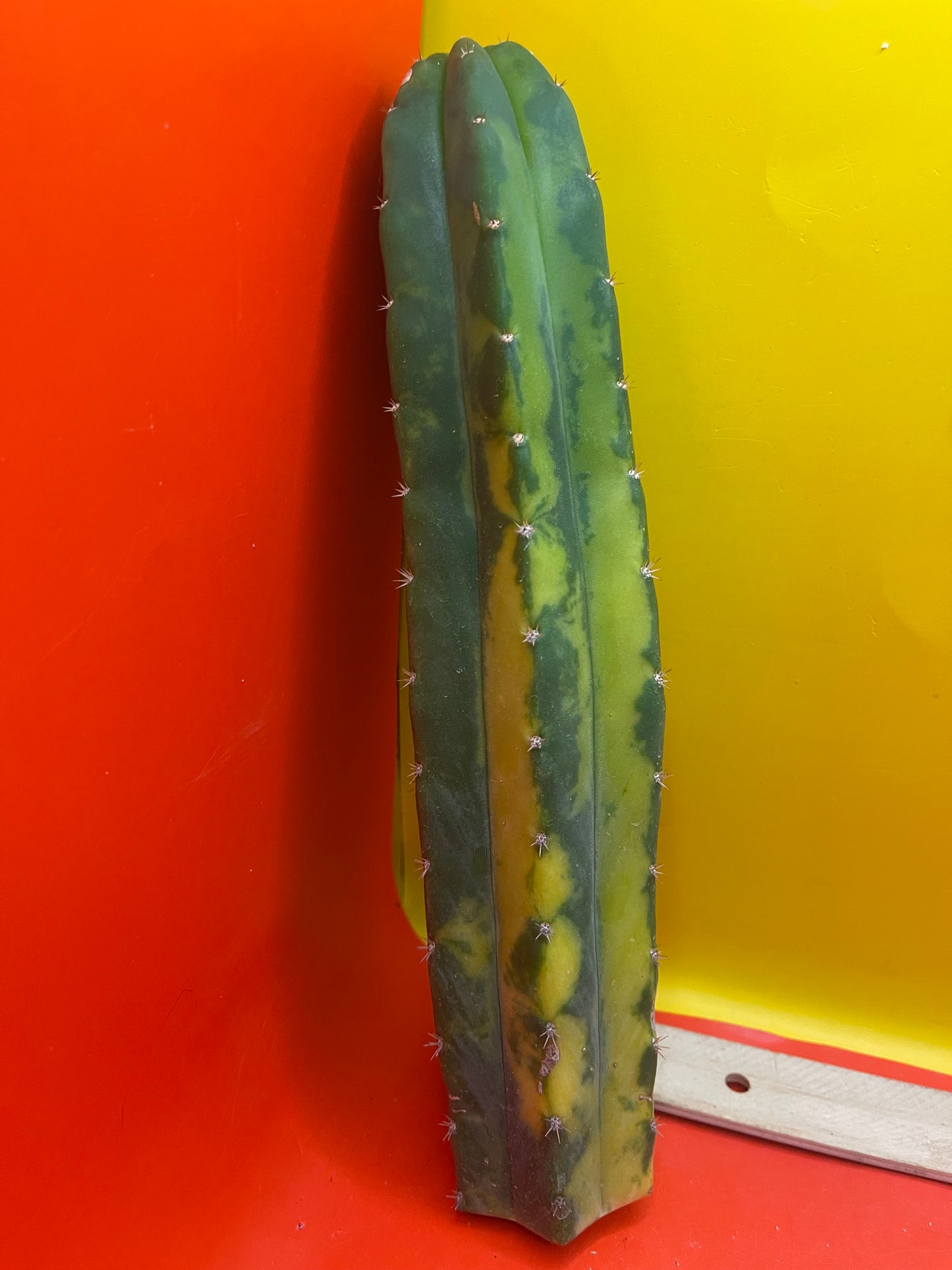 Variegated San Pedro Cactus !