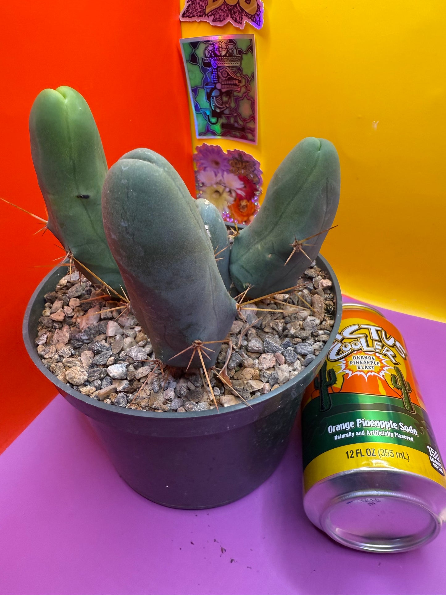 TBM potted cactus with 4 segments !!