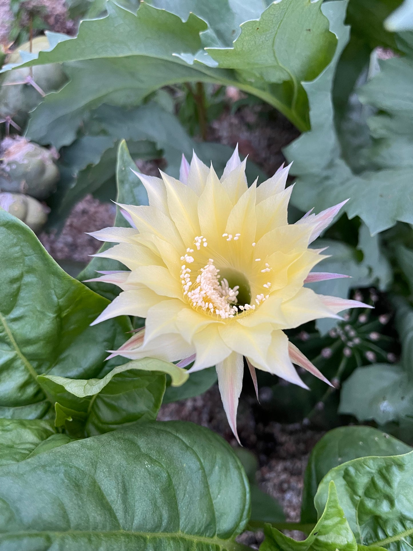 Yellow flowering echinopsis !! Rare seed grown cultivar ! - 50 seeds