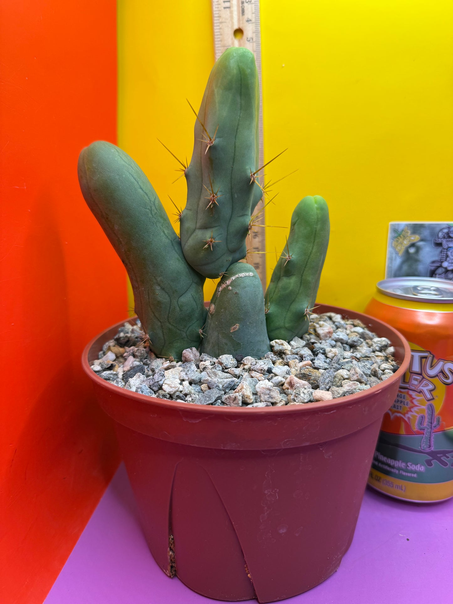 San Pedro Cactus TBM - comes in 6” wide pot !