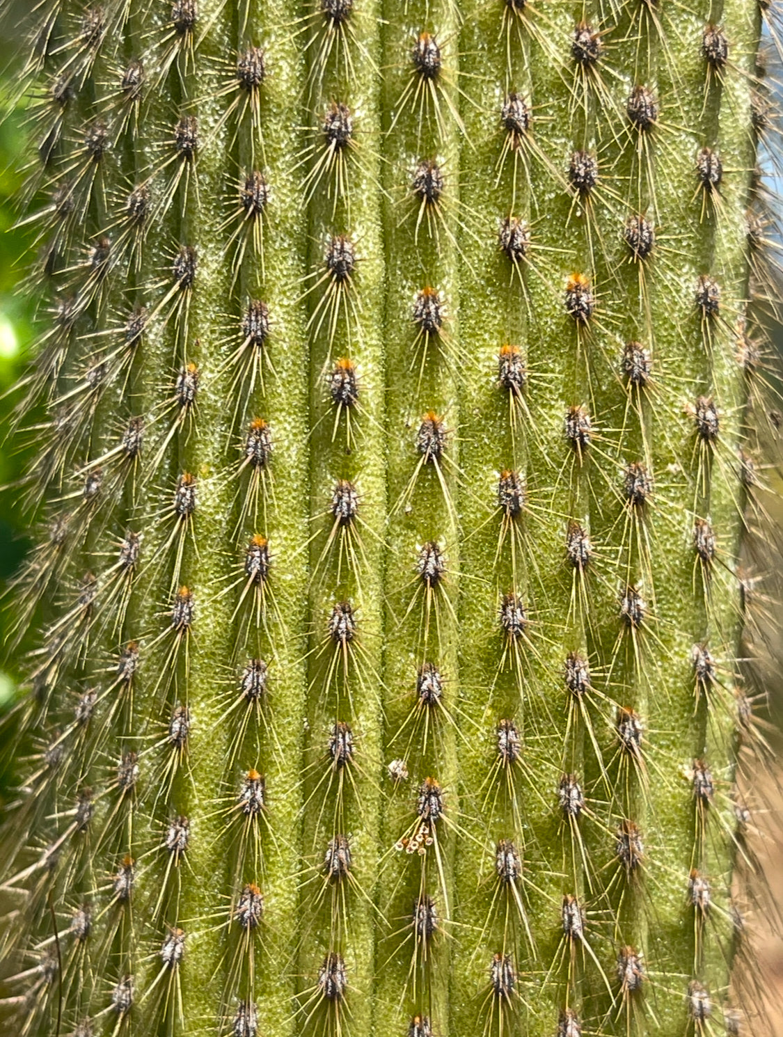 Weberbauerocereus johnsonii seeds