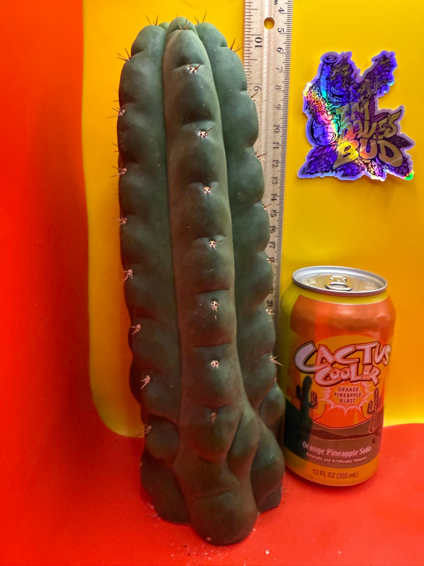 TPM ! Exact cactus