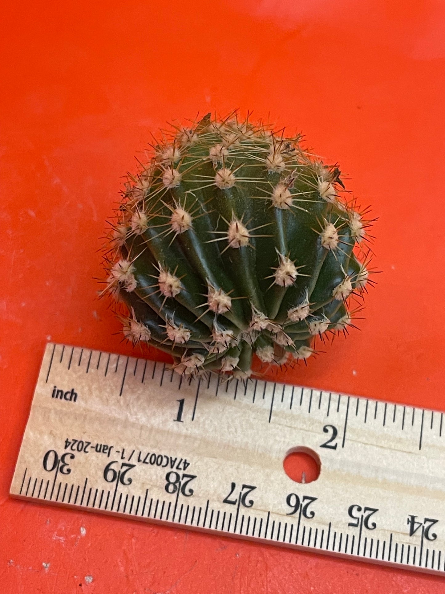 2$ echinopsis pups !!!