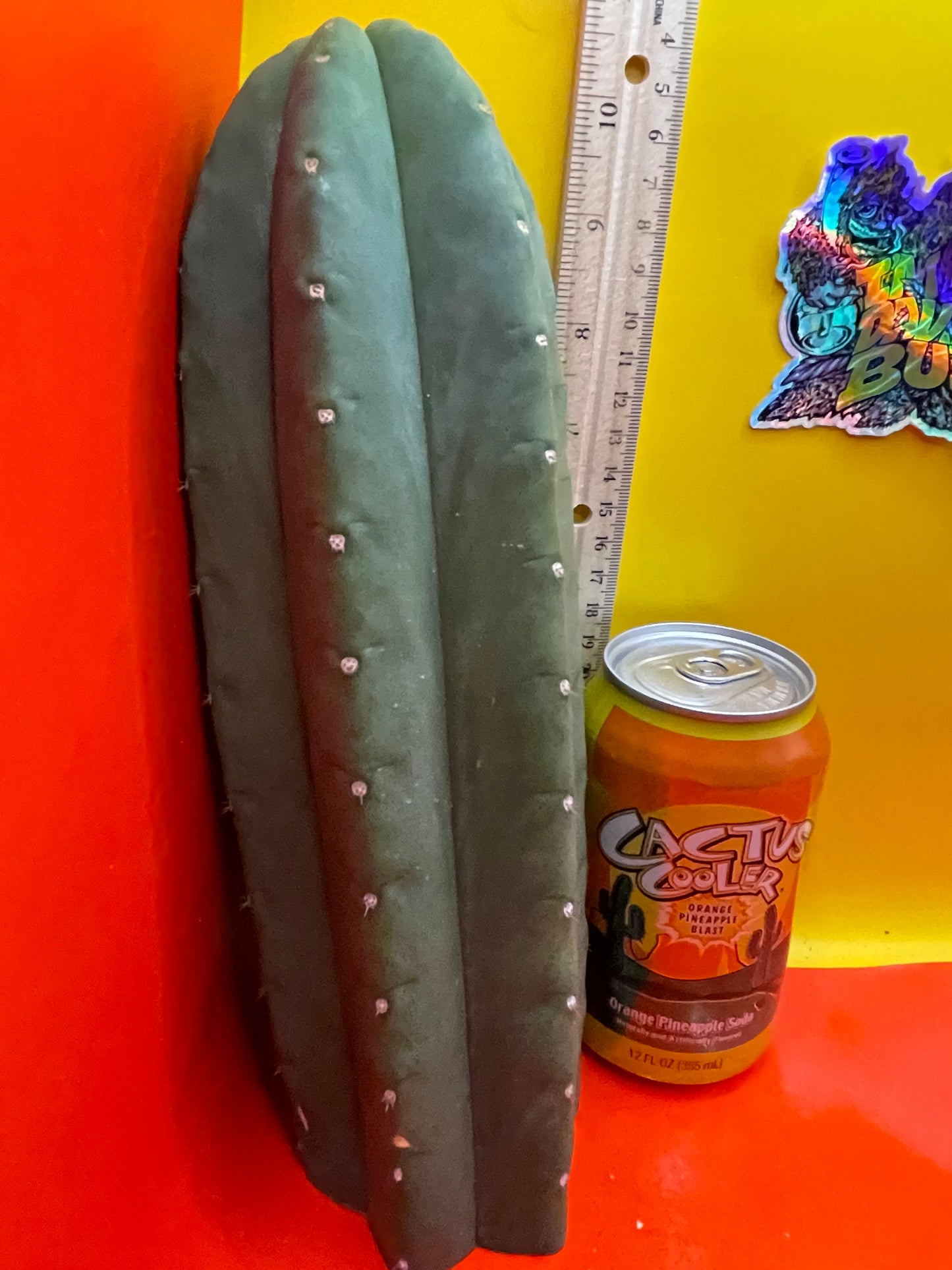 Cactus cahuilla !