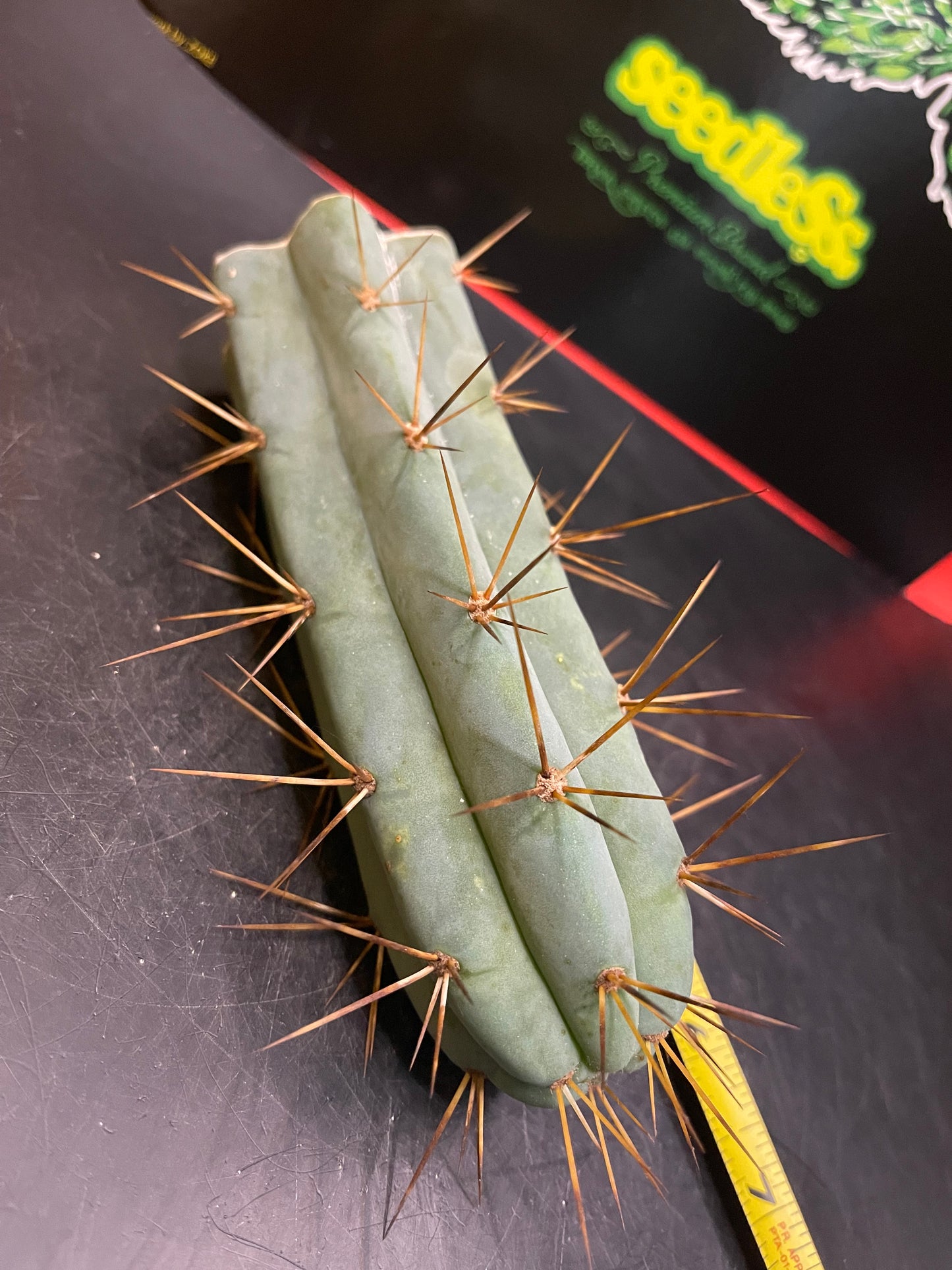 San Pedro cactus !🌵🌶️
