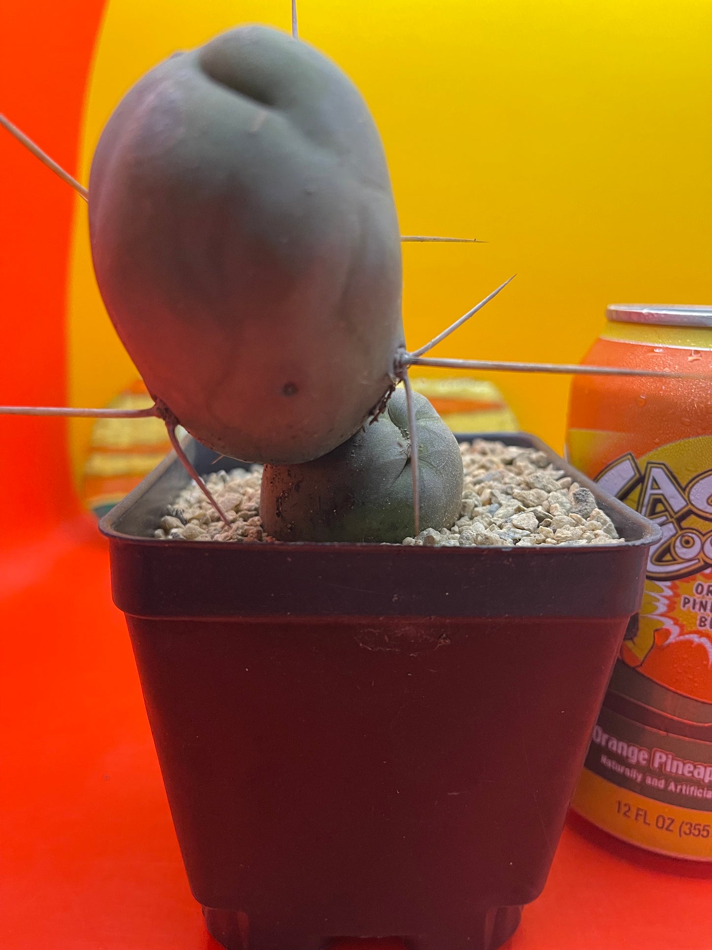 Tbm CACTUS !!!