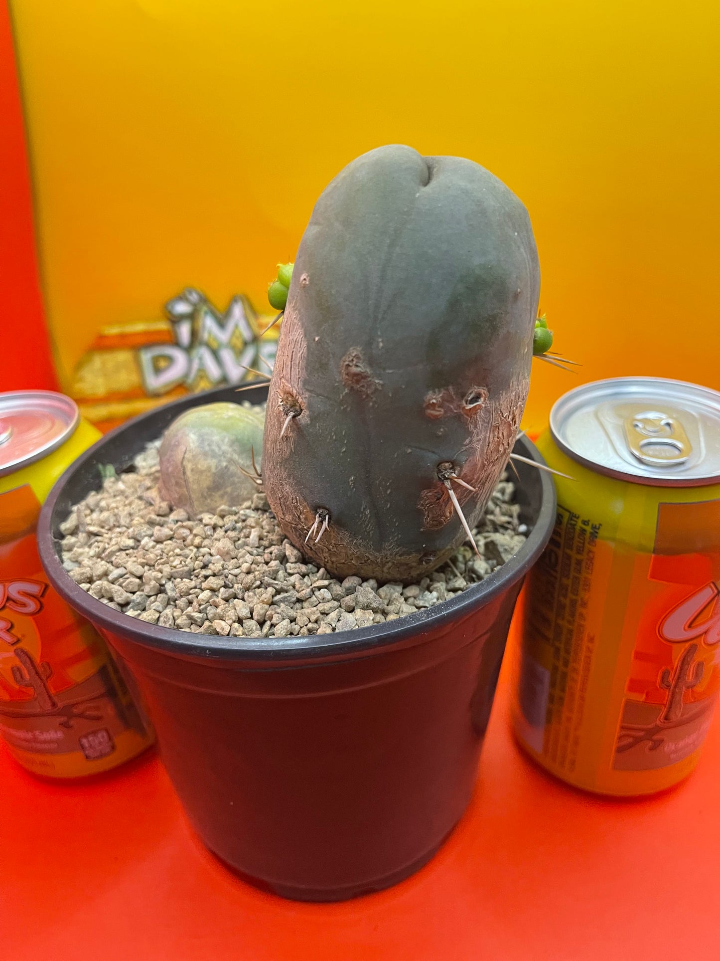 Tbm CACTUS