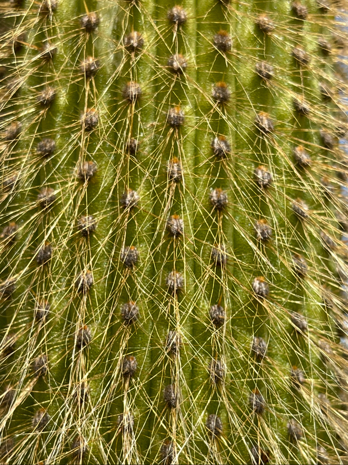 Weberbauerocereus johnsonii seeds