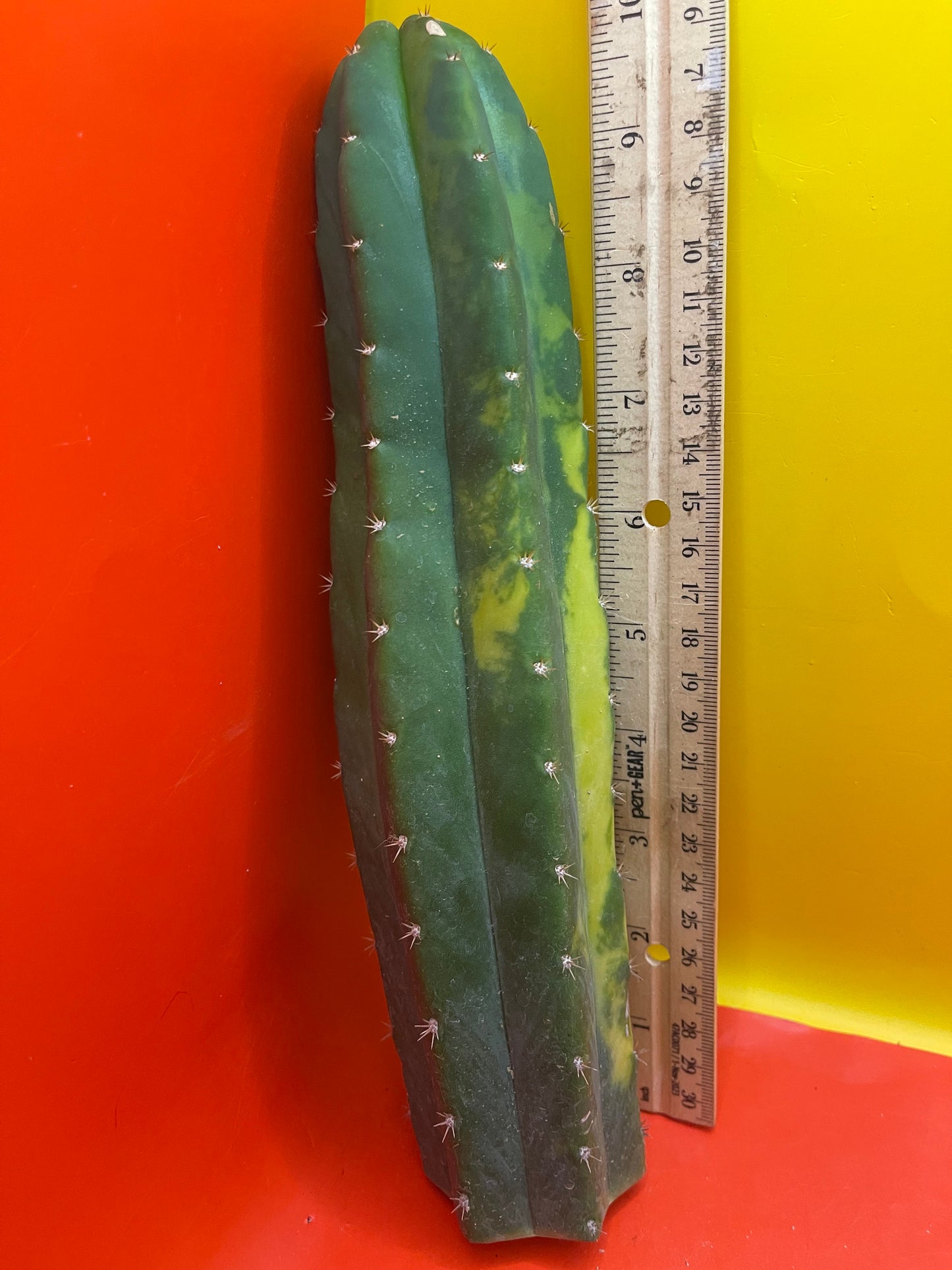 Variegated San Pedro Cactus !