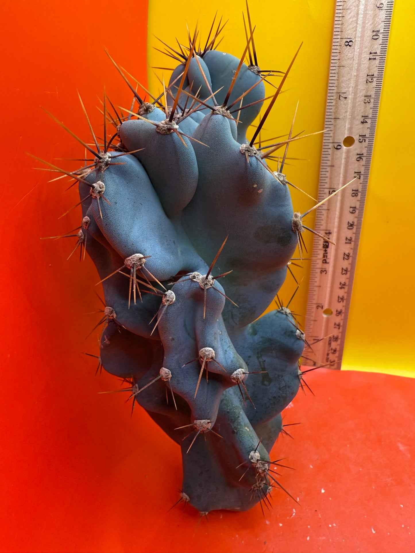 Cereus monstrose