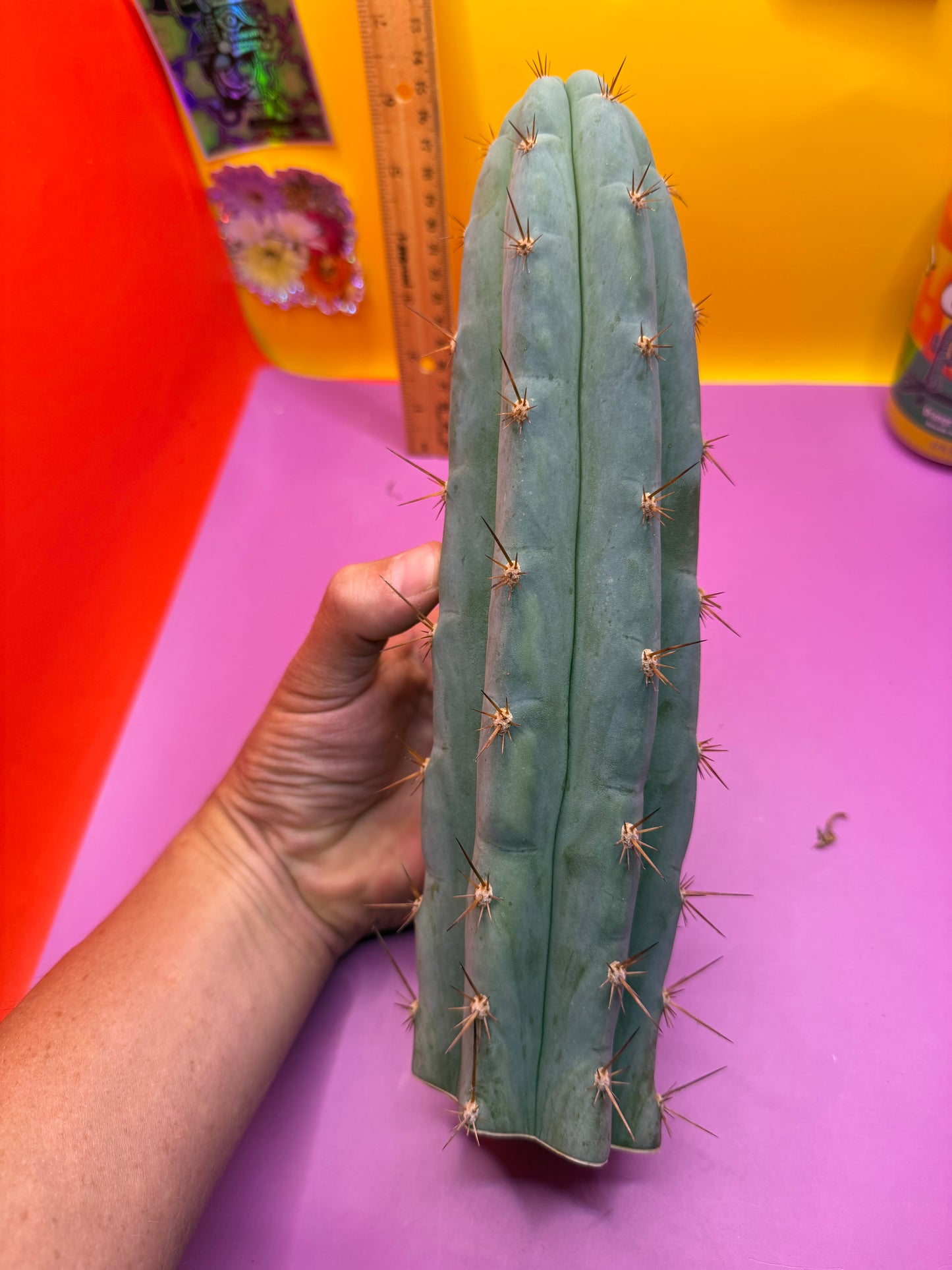 Sharxx Blue O.P. This exact cactus