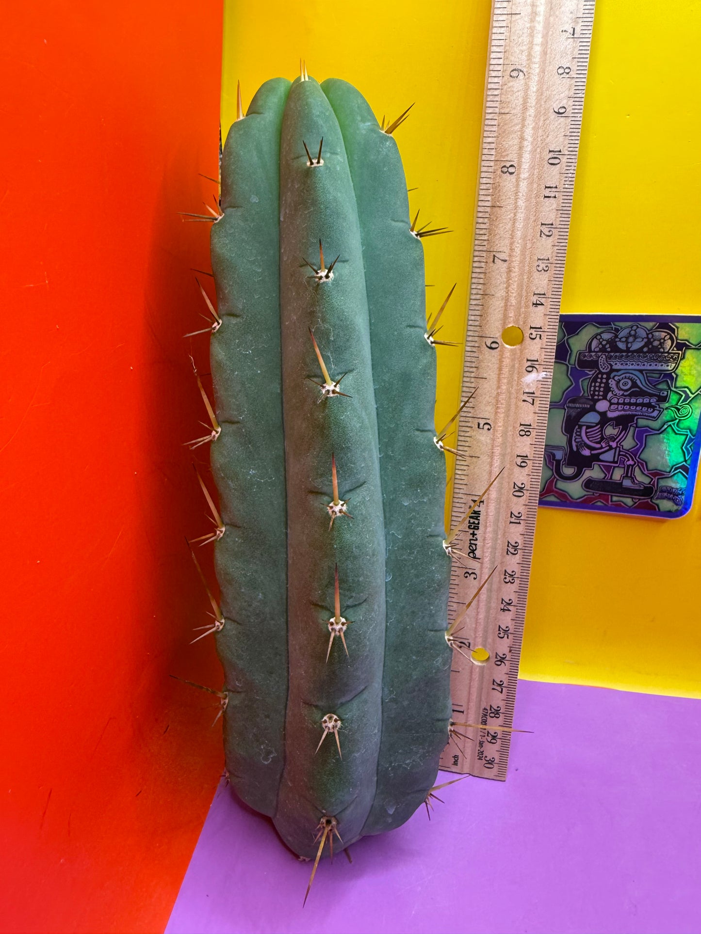 Yowie x Wowie cactus cutting