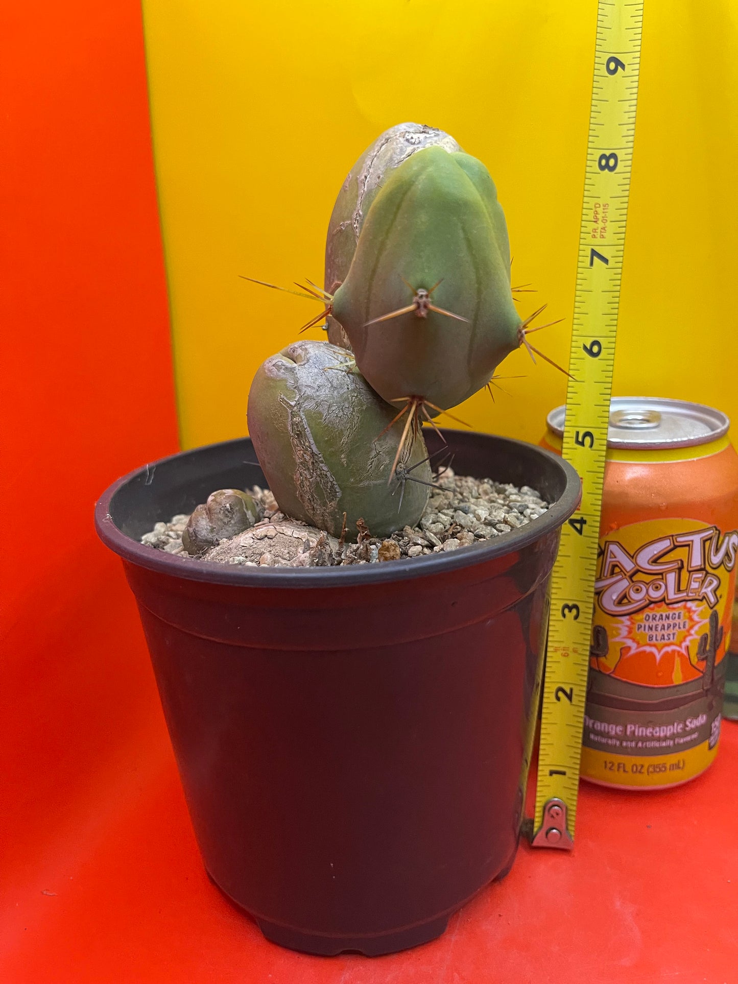 Tbm Cactus type B