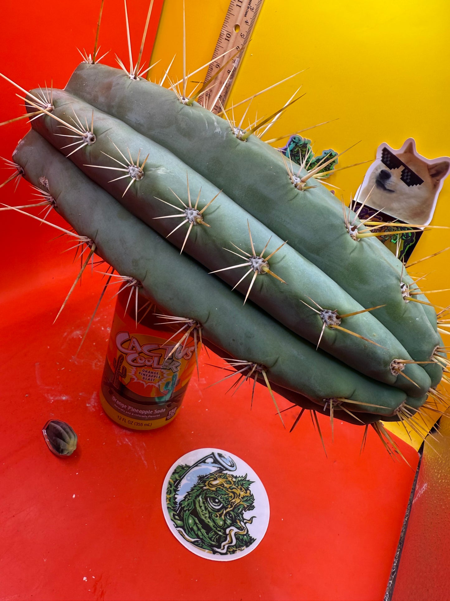 TRICHOCEREUS MACROGONUS !