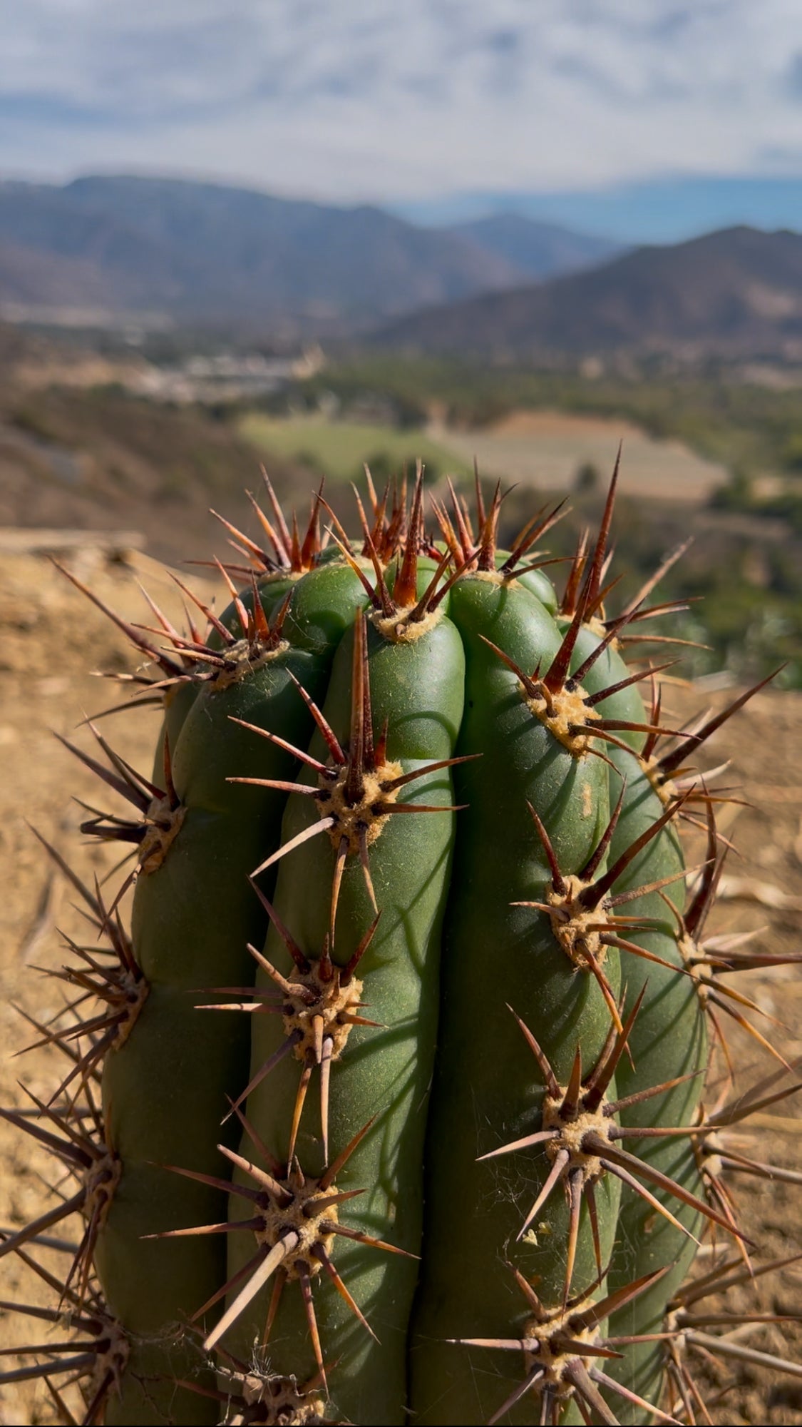 Trichocereus tacaquirensis seeds !