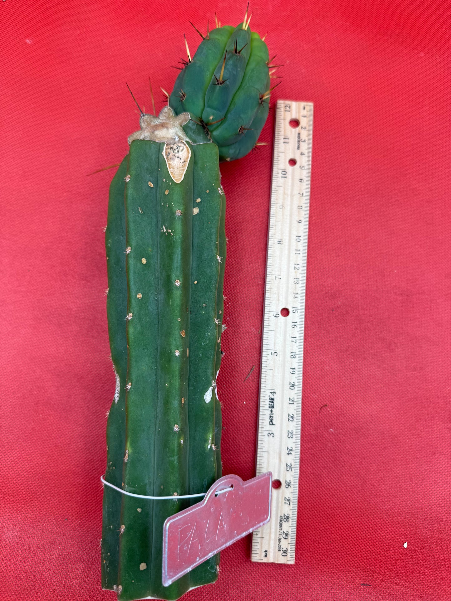GRAFTED PALA