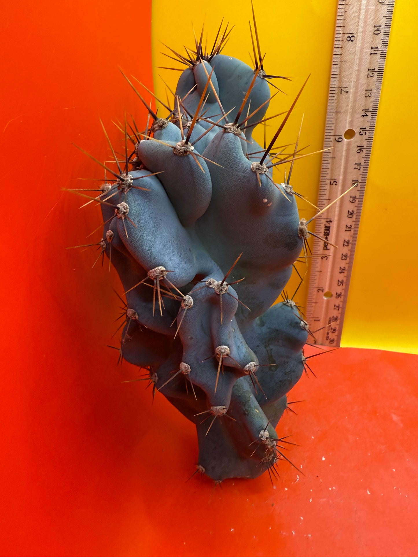 Cereus monstrose
