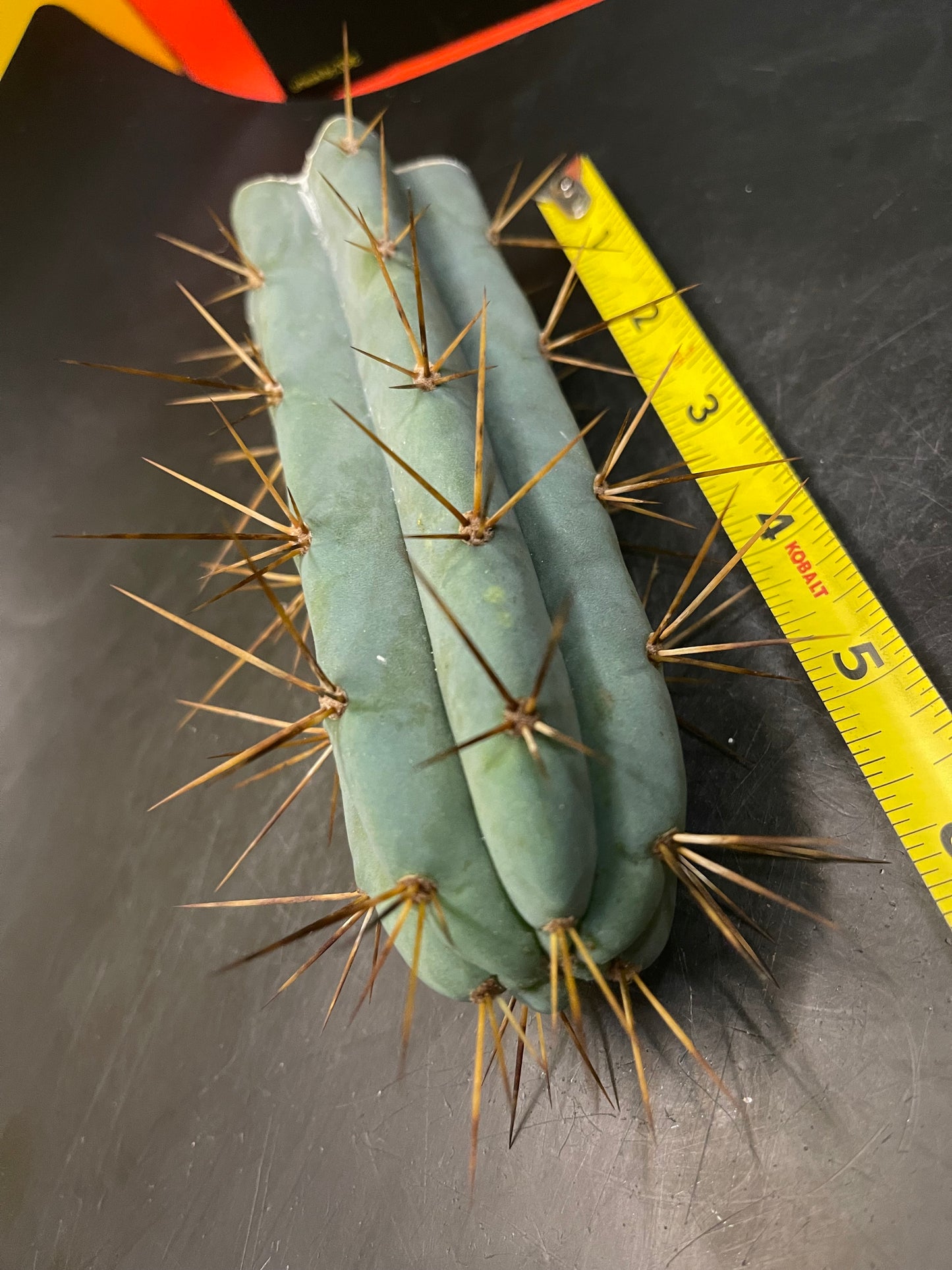 San Pedro cactus !🌵🌶️