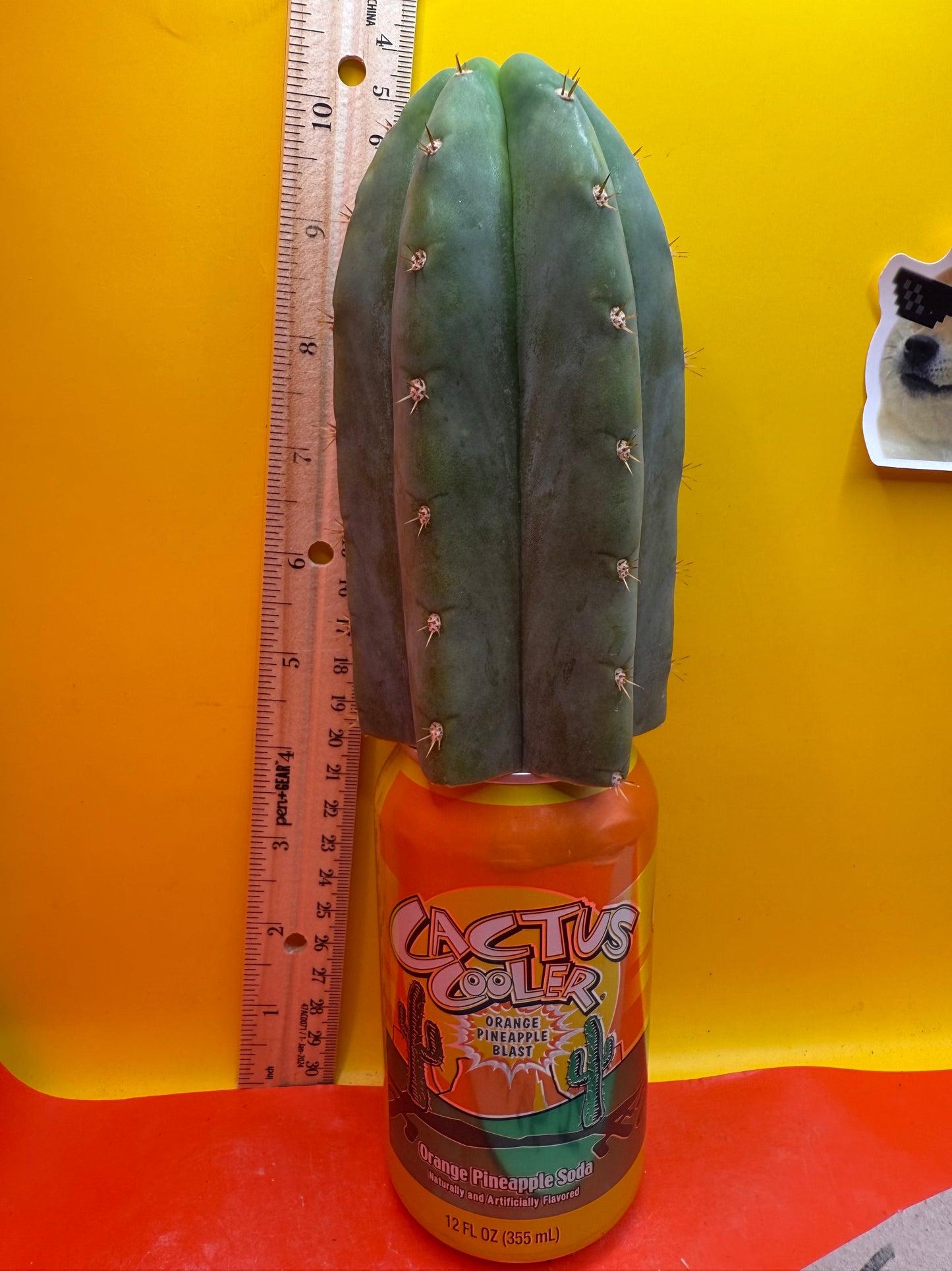Jacks Juuls JJ O.P. “Type-A” Seed grown cactus cutting