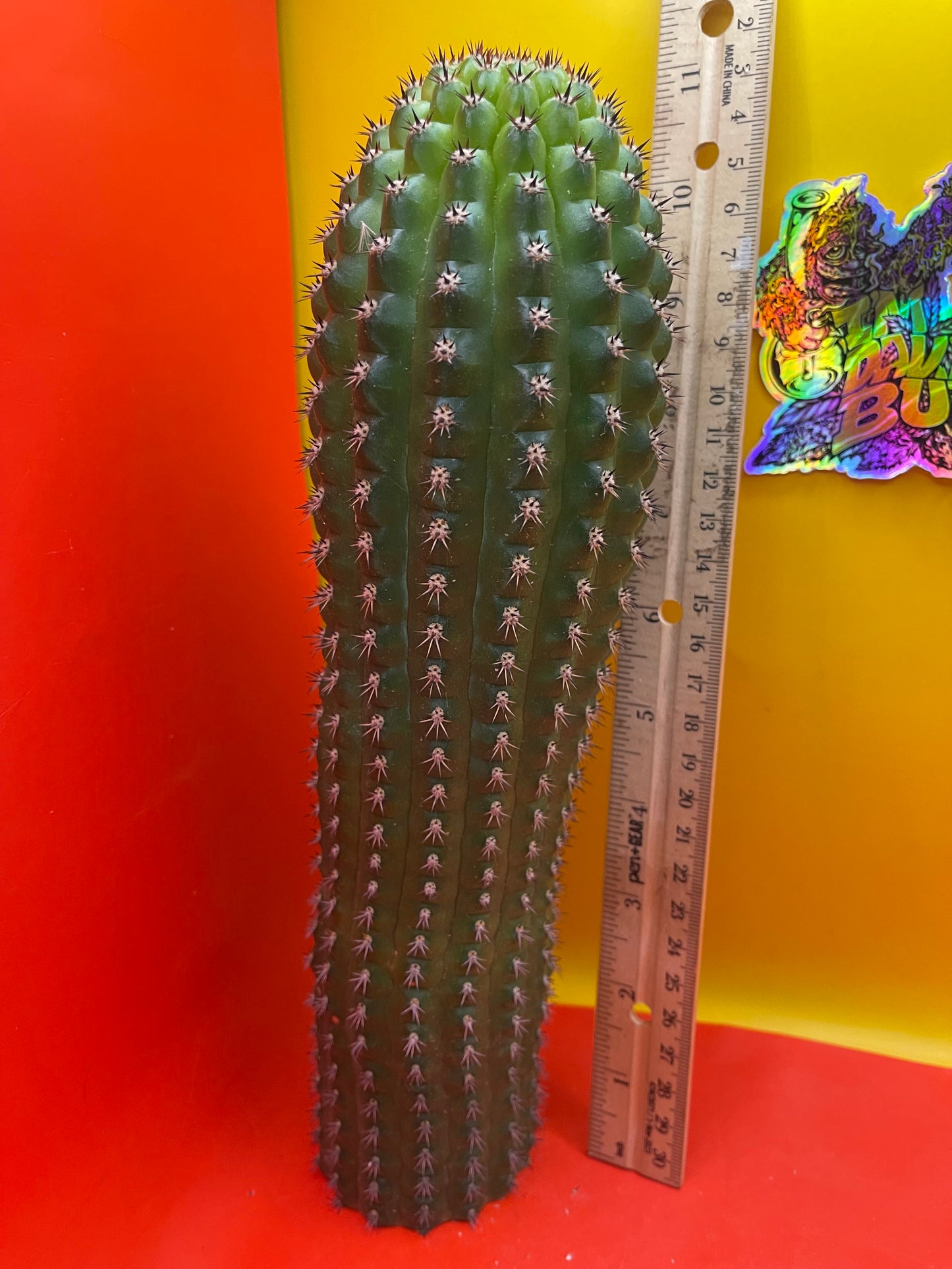 Trichocereus Brevispinulosus