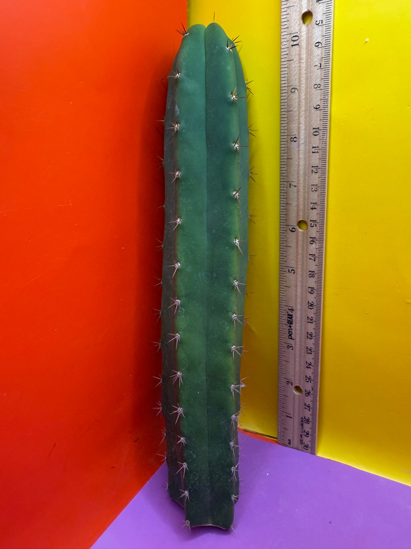 CAHUILLA OP this exact cactus  !