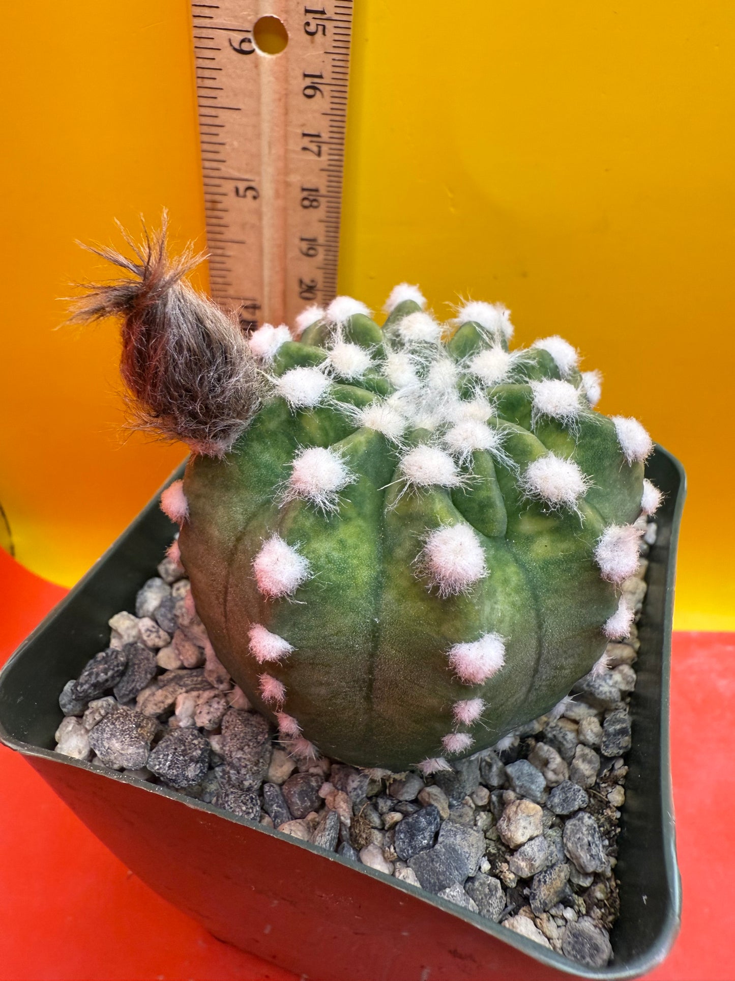 Domino cactus with fat flower bud !!