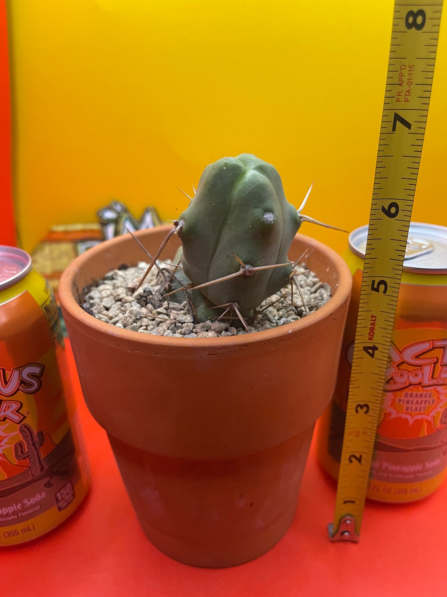Trichocereus bridgesii Monstrose