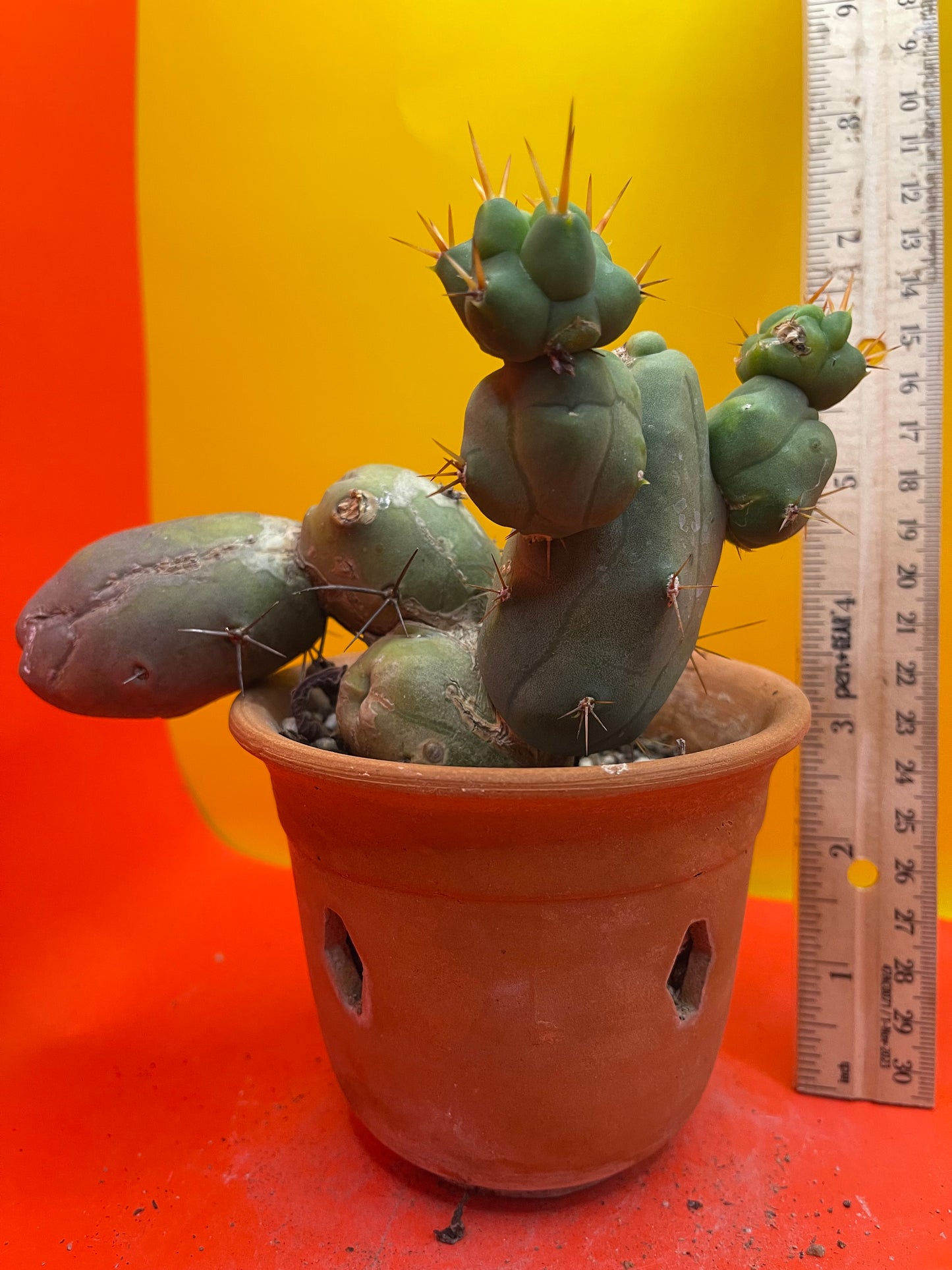 Monstrose cactus - - TBM shortform type b