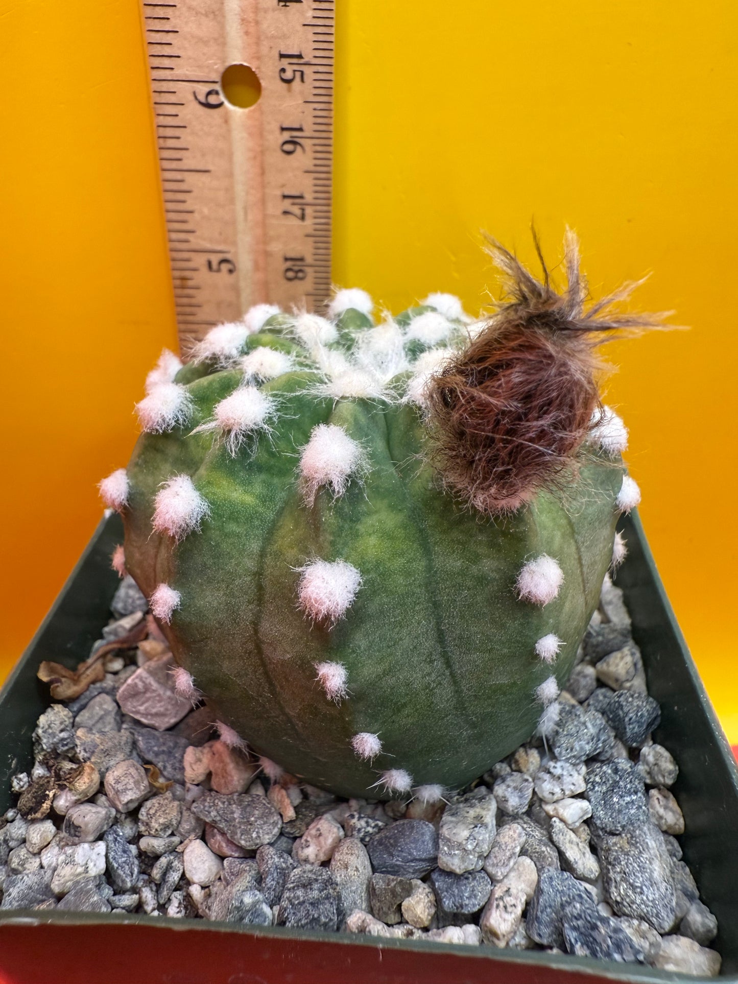 Domino cactus with fat flower bud !!