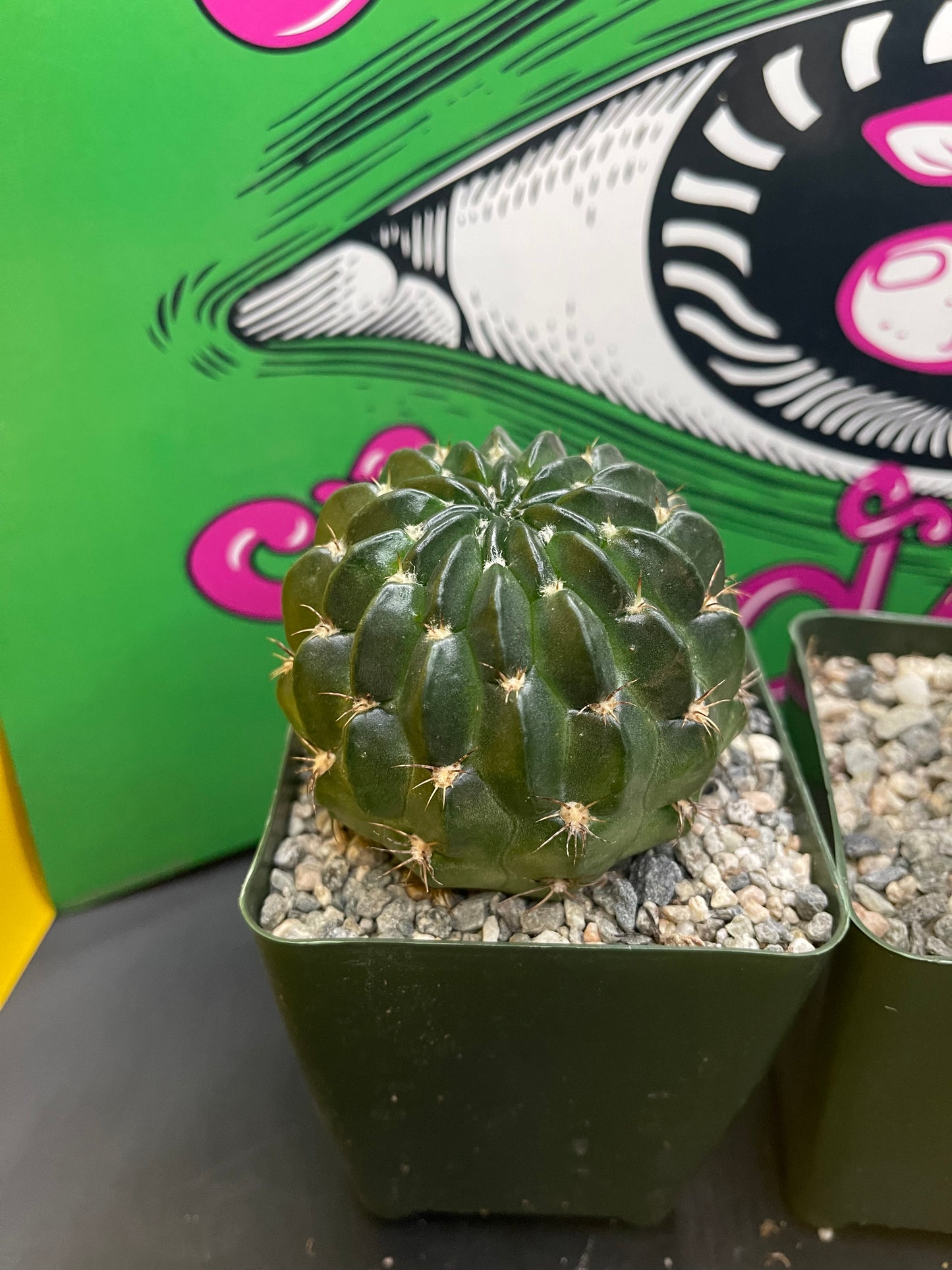 Lobivia !!!!These get Big gorgeous flowers , can be cross pollinated with trichocereus !!