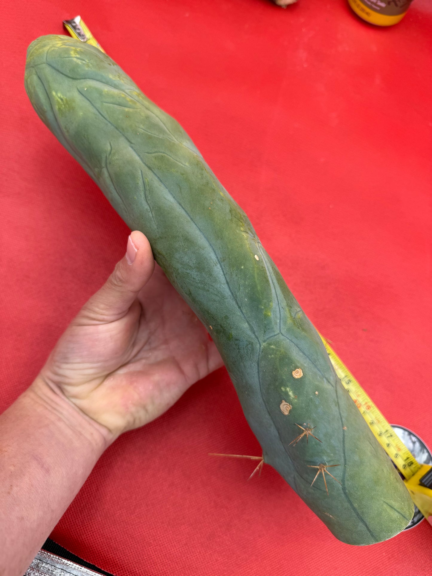 TBM-A well over a foot long !