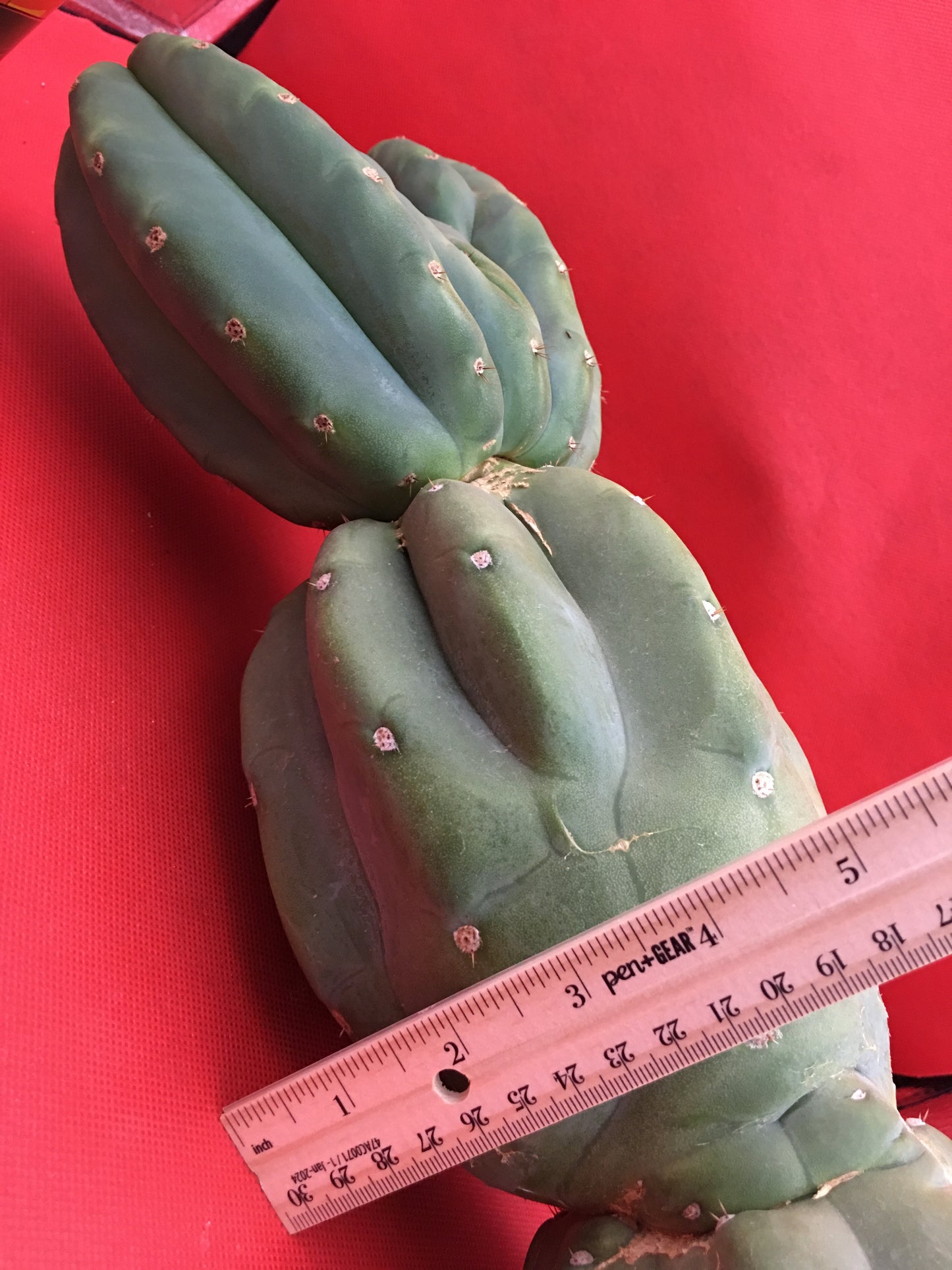 HUGE CAHUILLA Dicot , double header !