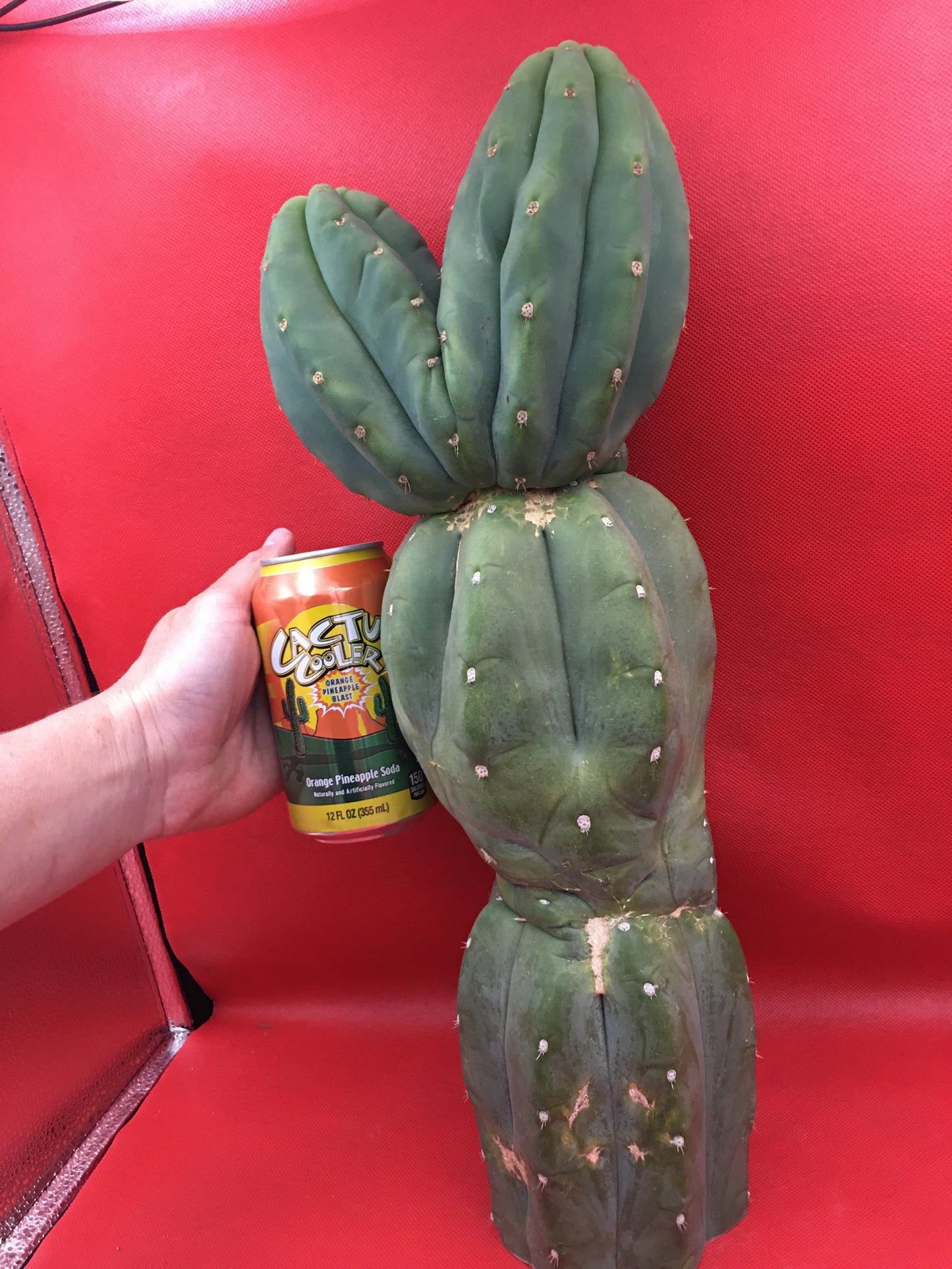 HUGE CAHUILLA Dicot , double header !