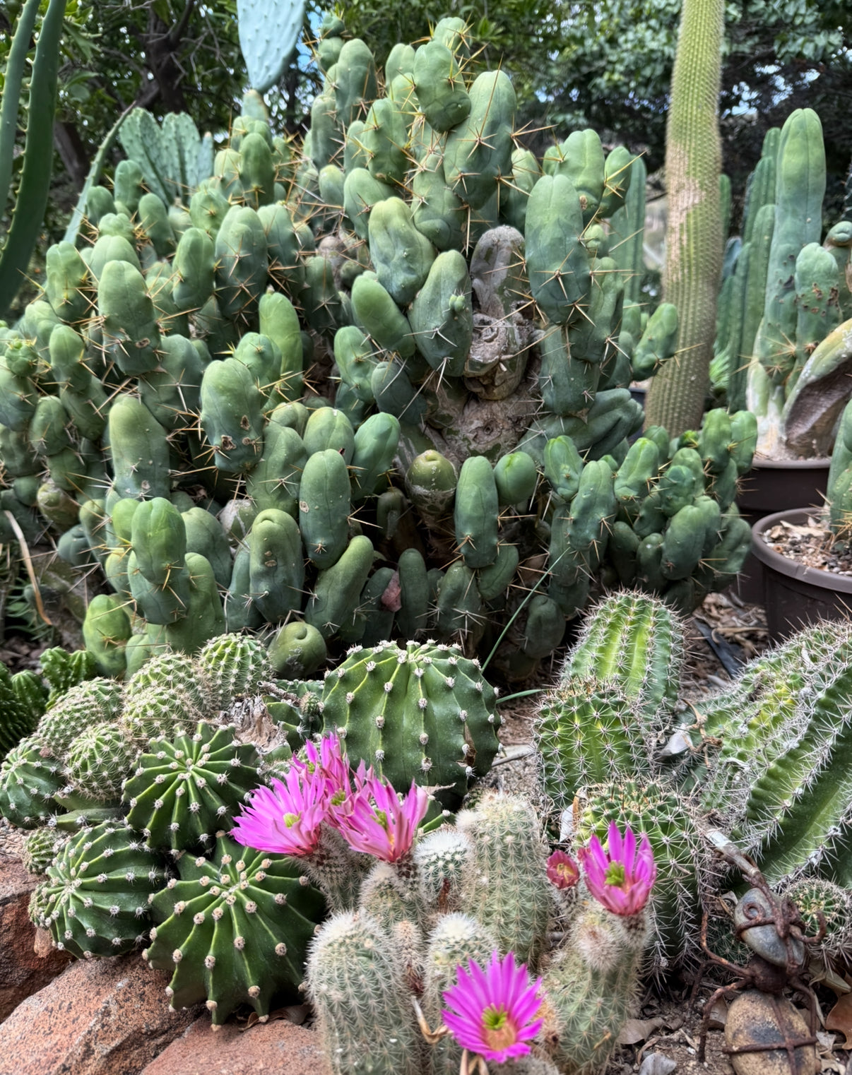 TBM cutting for sale !