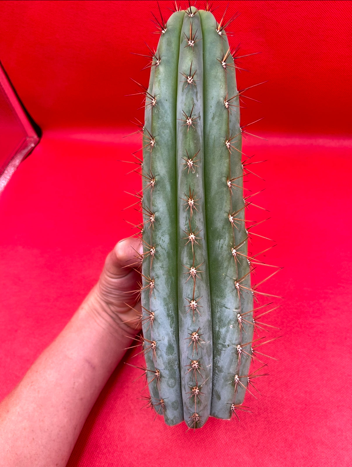 SEEDS OF TRICHOCEREUS SERRA BLUE