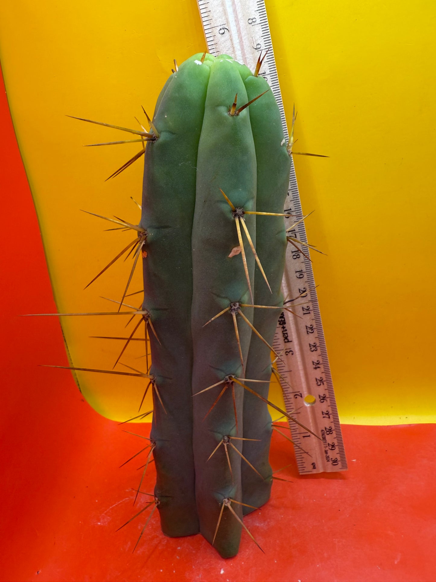 Trichocereus Bridgesii